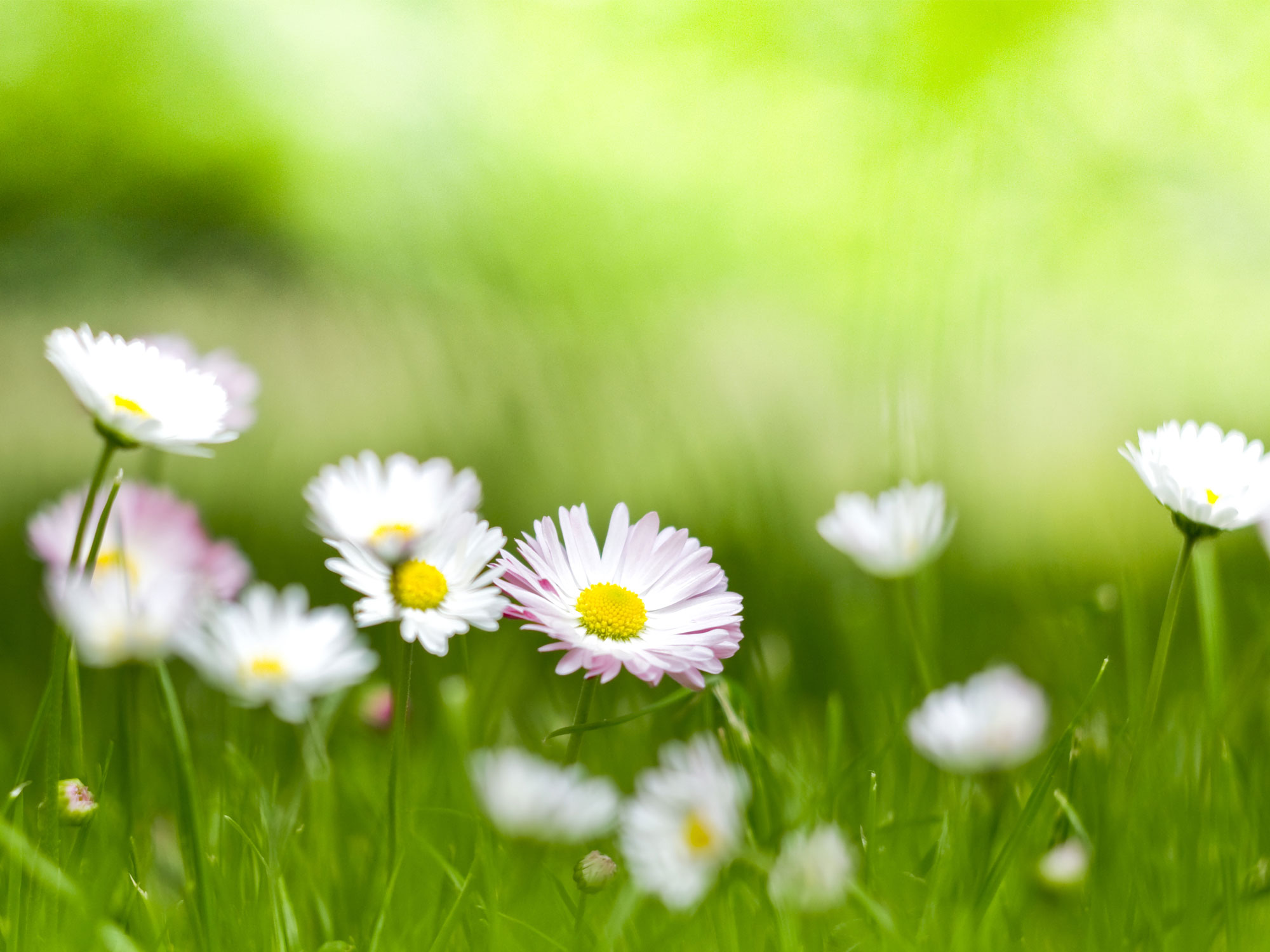 Maggieflower02.jpg