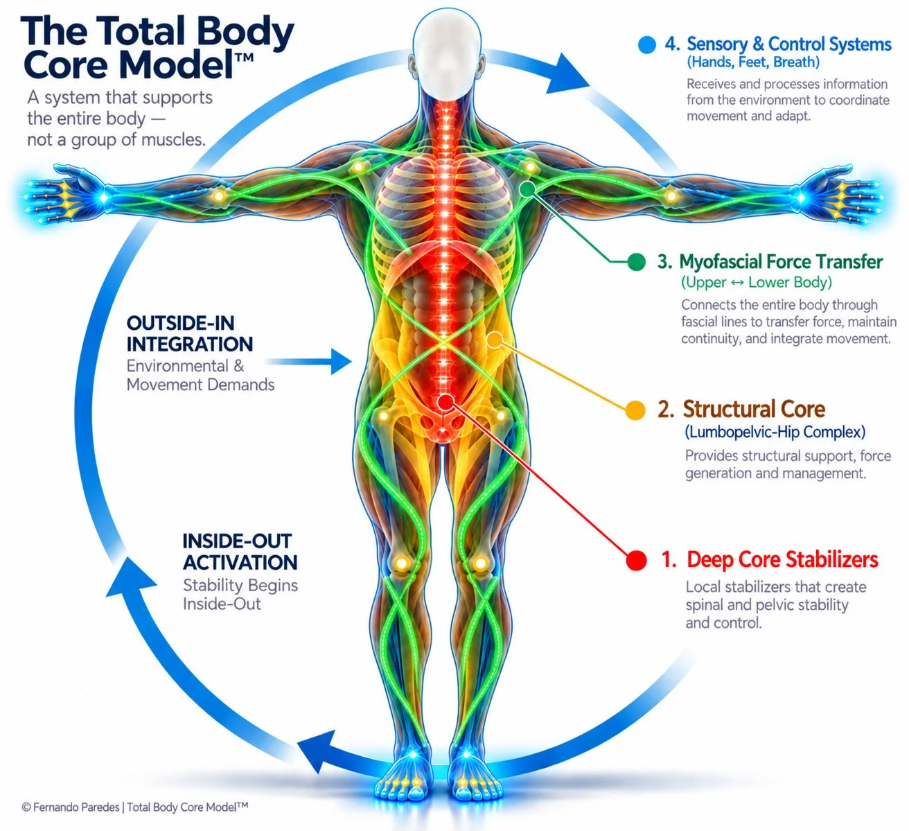 Total Body Core Model anatomical illustration showing the four integrated layers: deep core stabilizers, structural core, myofascial force transfer, and sensory and control systems throughout the human body.
