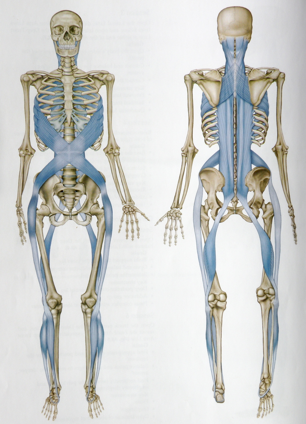 from the book, Anatomy Trains, Thomas Myers