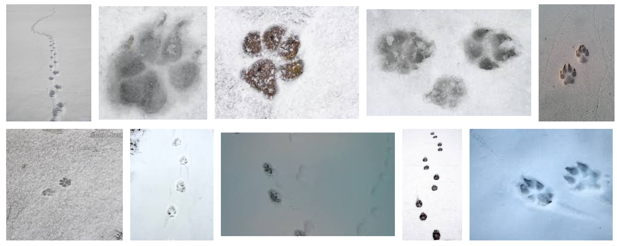 dog-tracks-googe-image-search.png