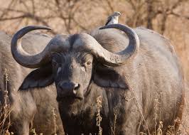 But what about the buffalo? Is it creative? Is it content?