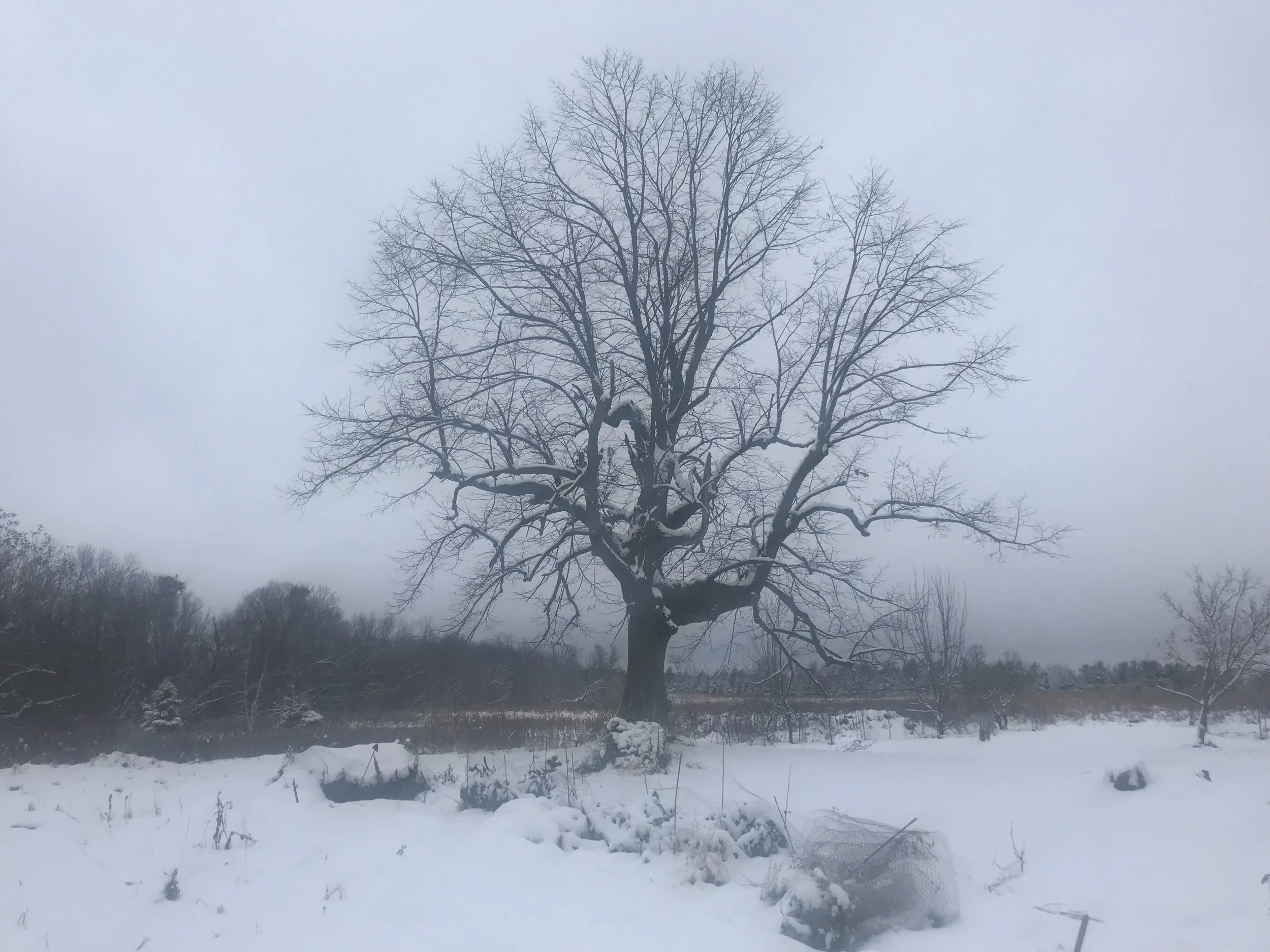 Announcing The Lunatic’s Guide to Earth