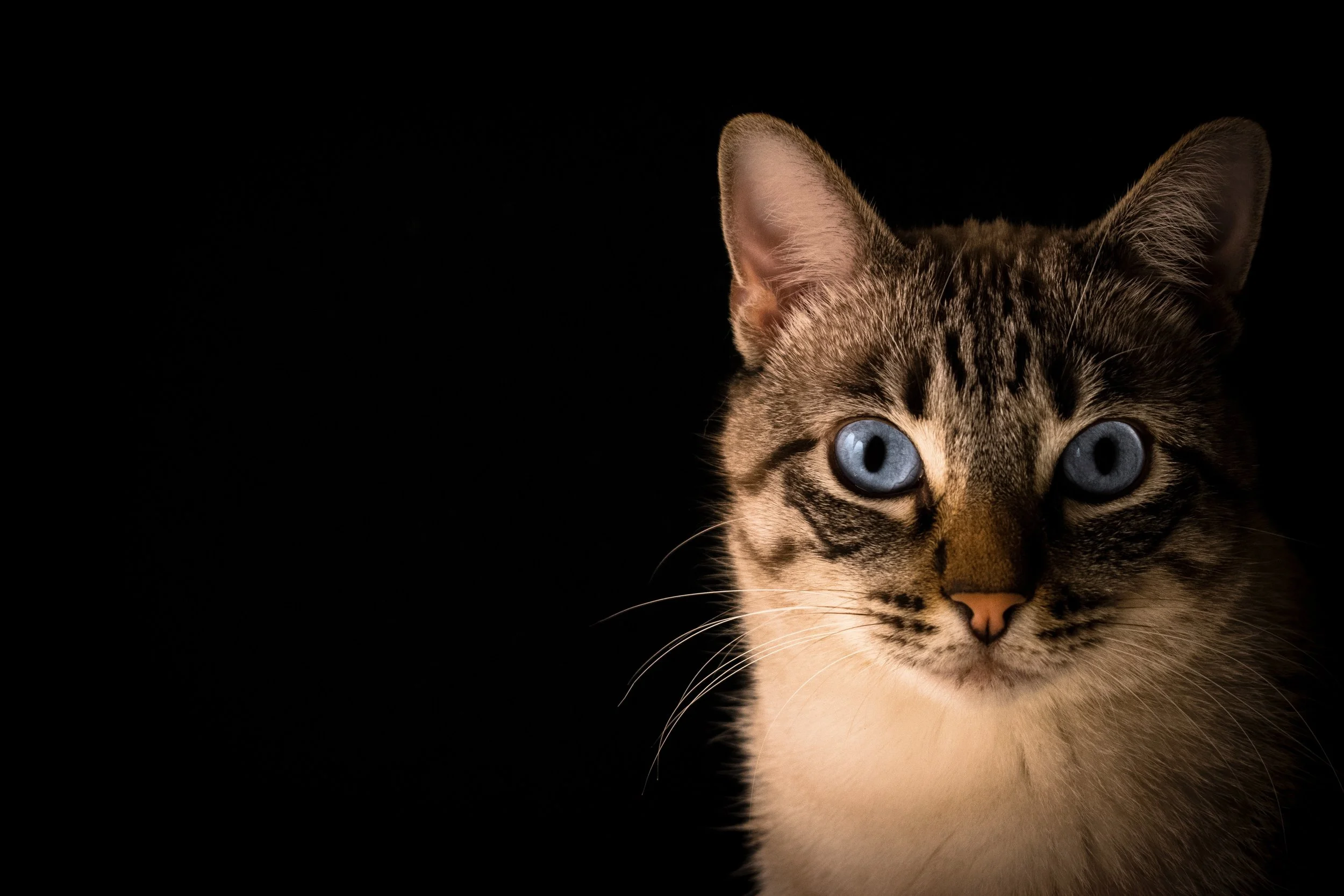 "That, I think, is the great strength of telemarketing – we keep the personal connection alive, giving patrons a forum to get their questions answered, their fears allayed, or their frustrations heard." --Patricia Nicholson (Thanks to Pacto Visual for this great photo. Patricia does love her cats.)
