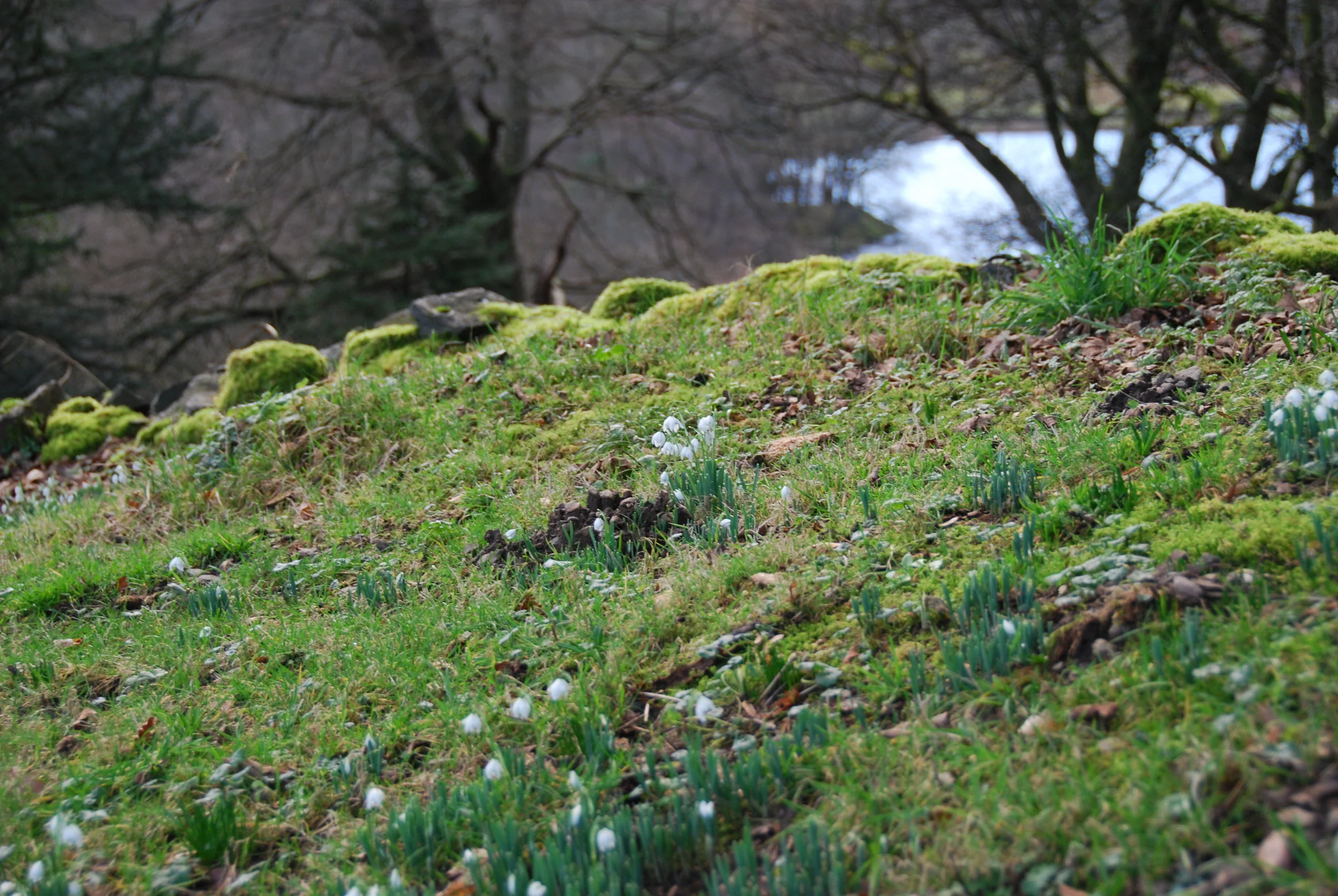 snowdrops-rydal-mount.jpg
