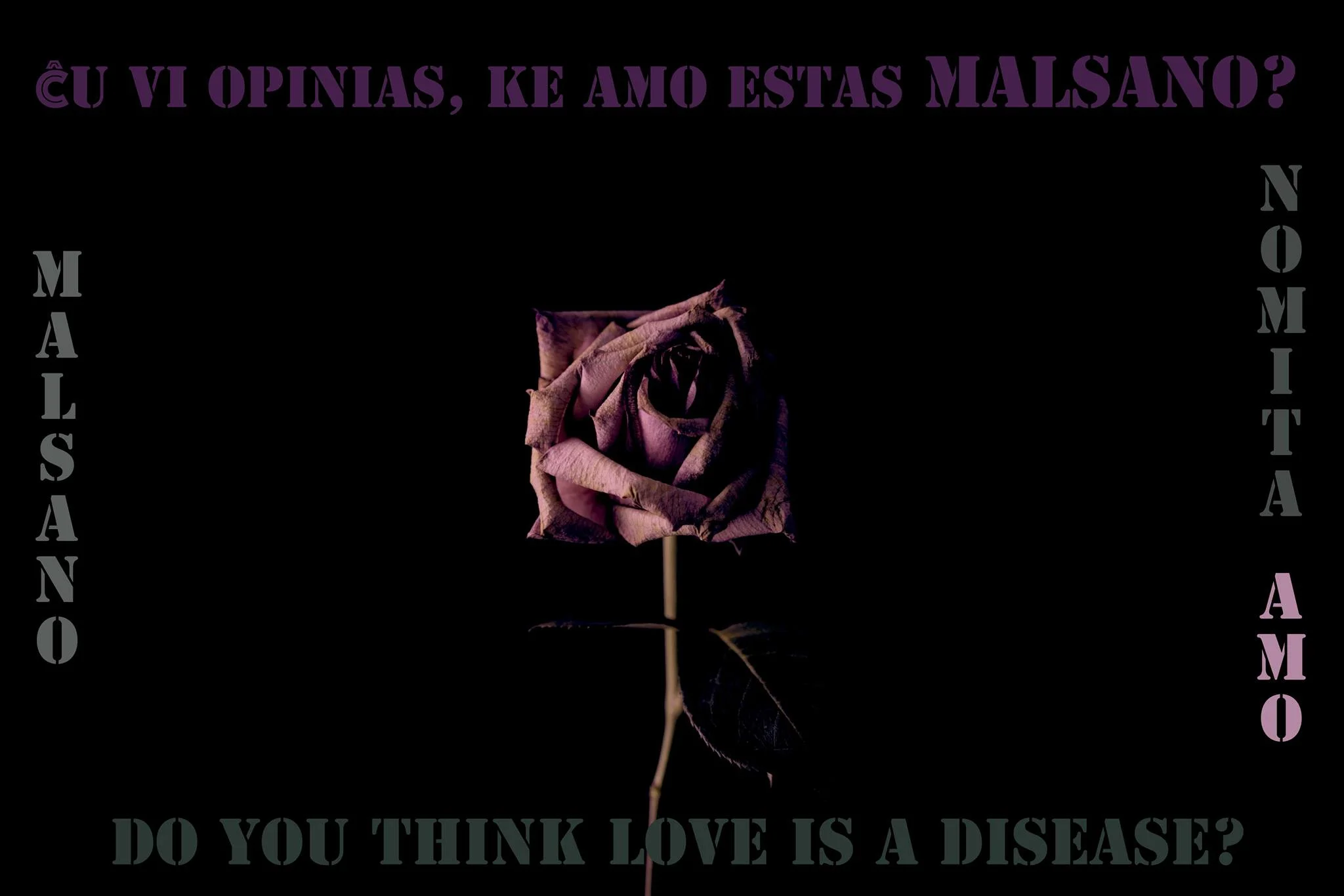 malsano_rose1.jpg