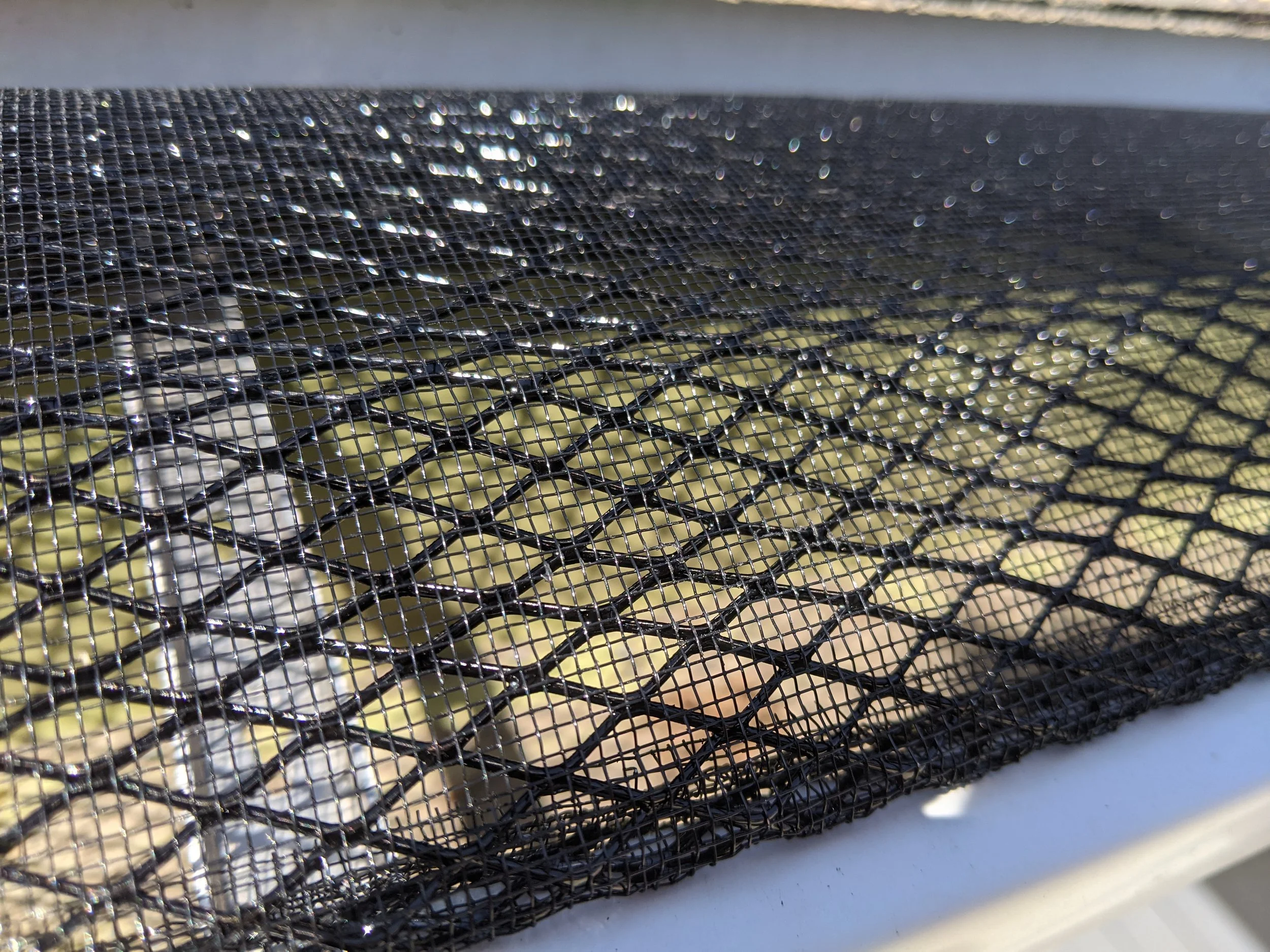 Close-up of a black mesh grid covering a pile of light-colored seashells.