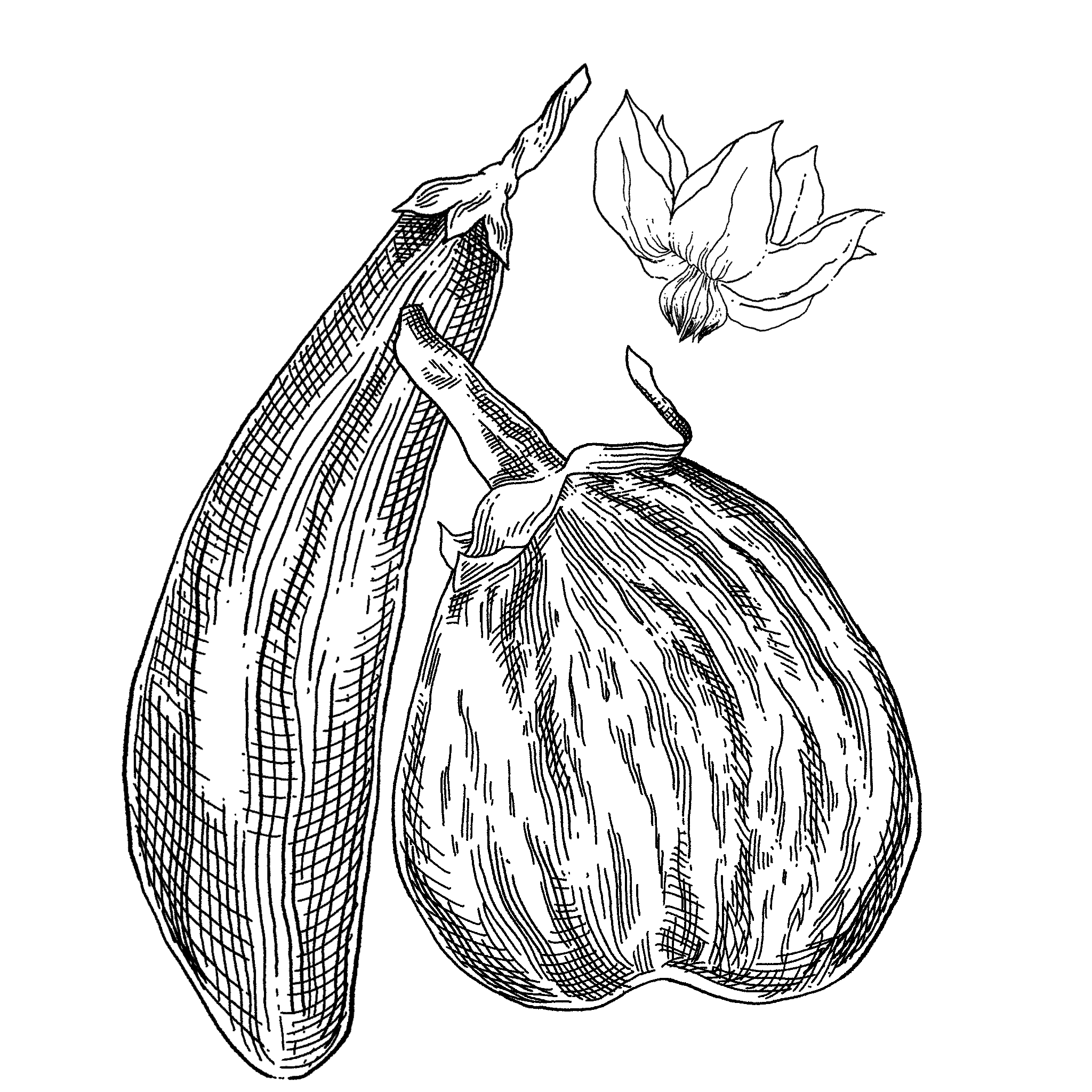 eggplant.PNG