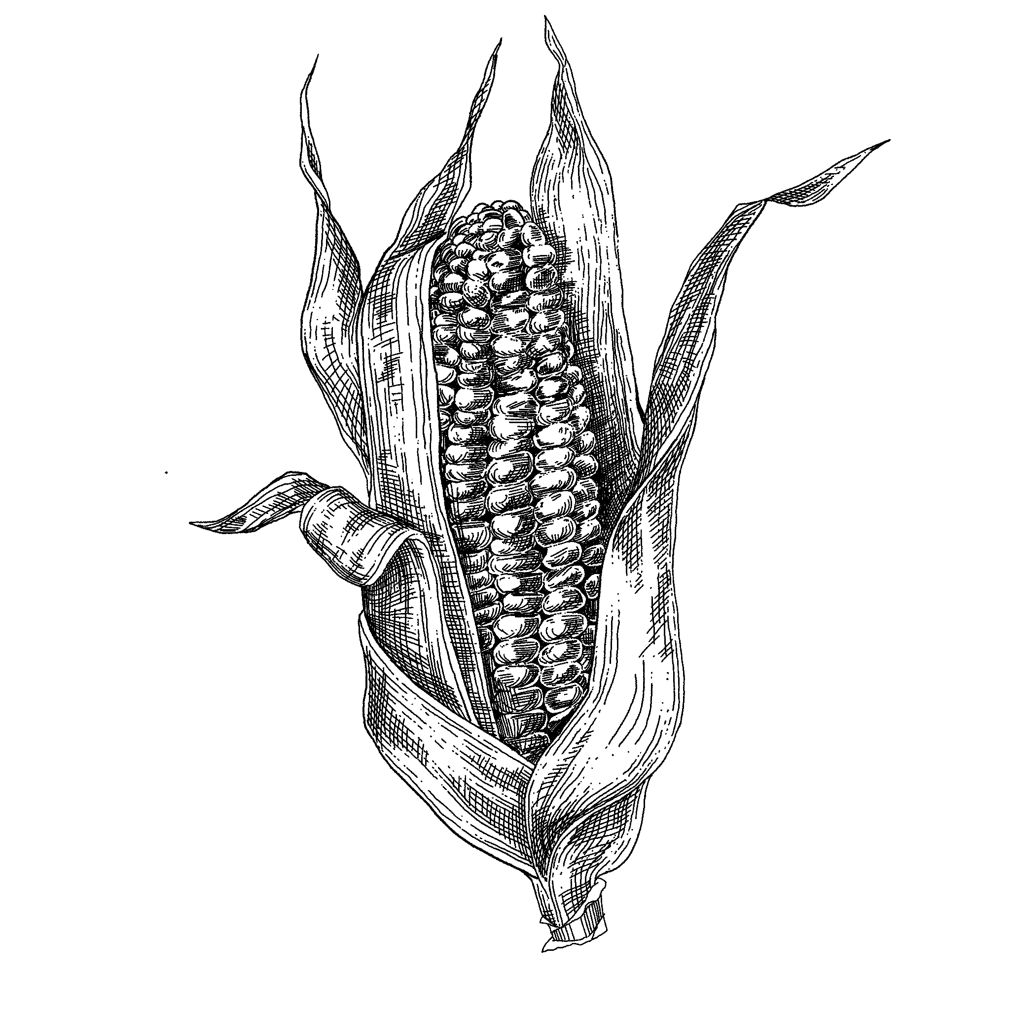 Untitled_Artwork 14.png