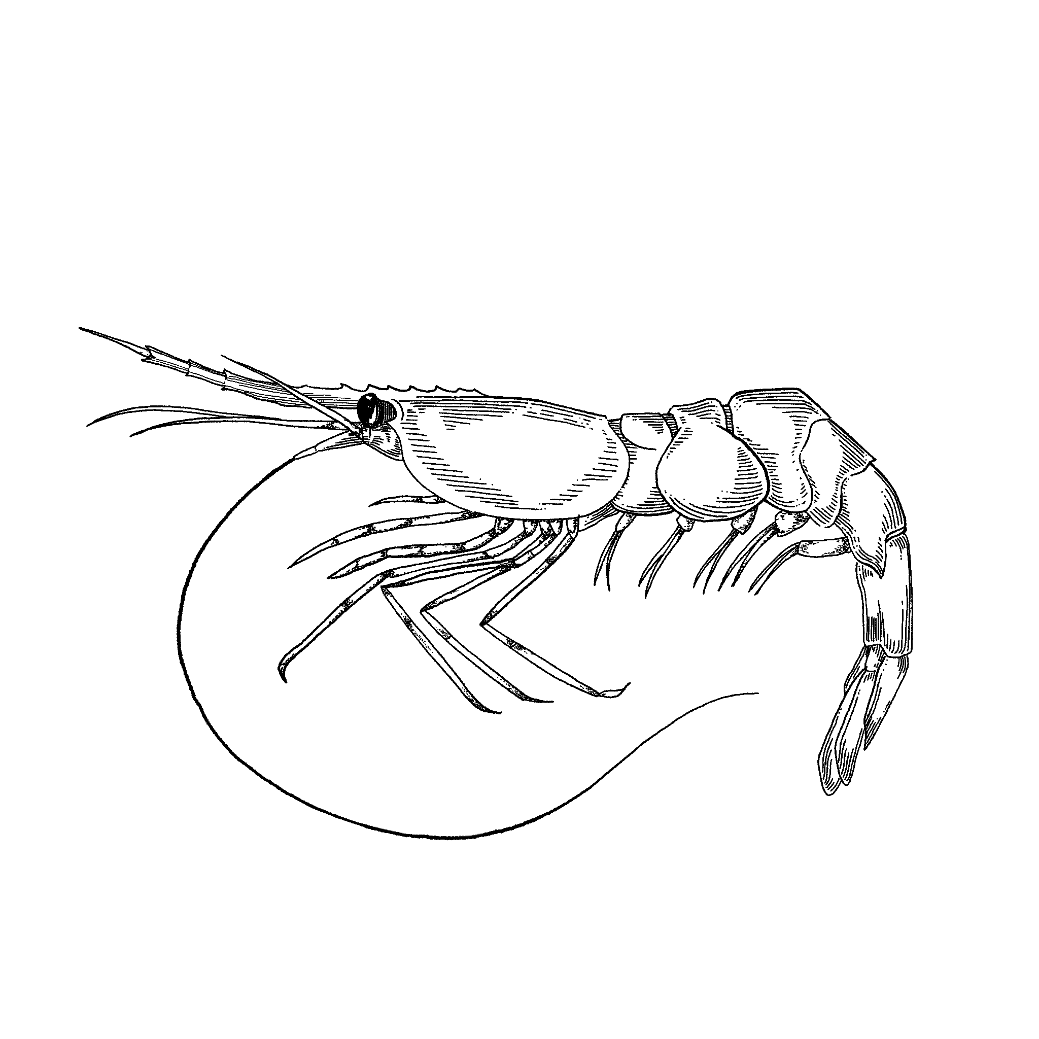 Untitled_Artwork 17.png