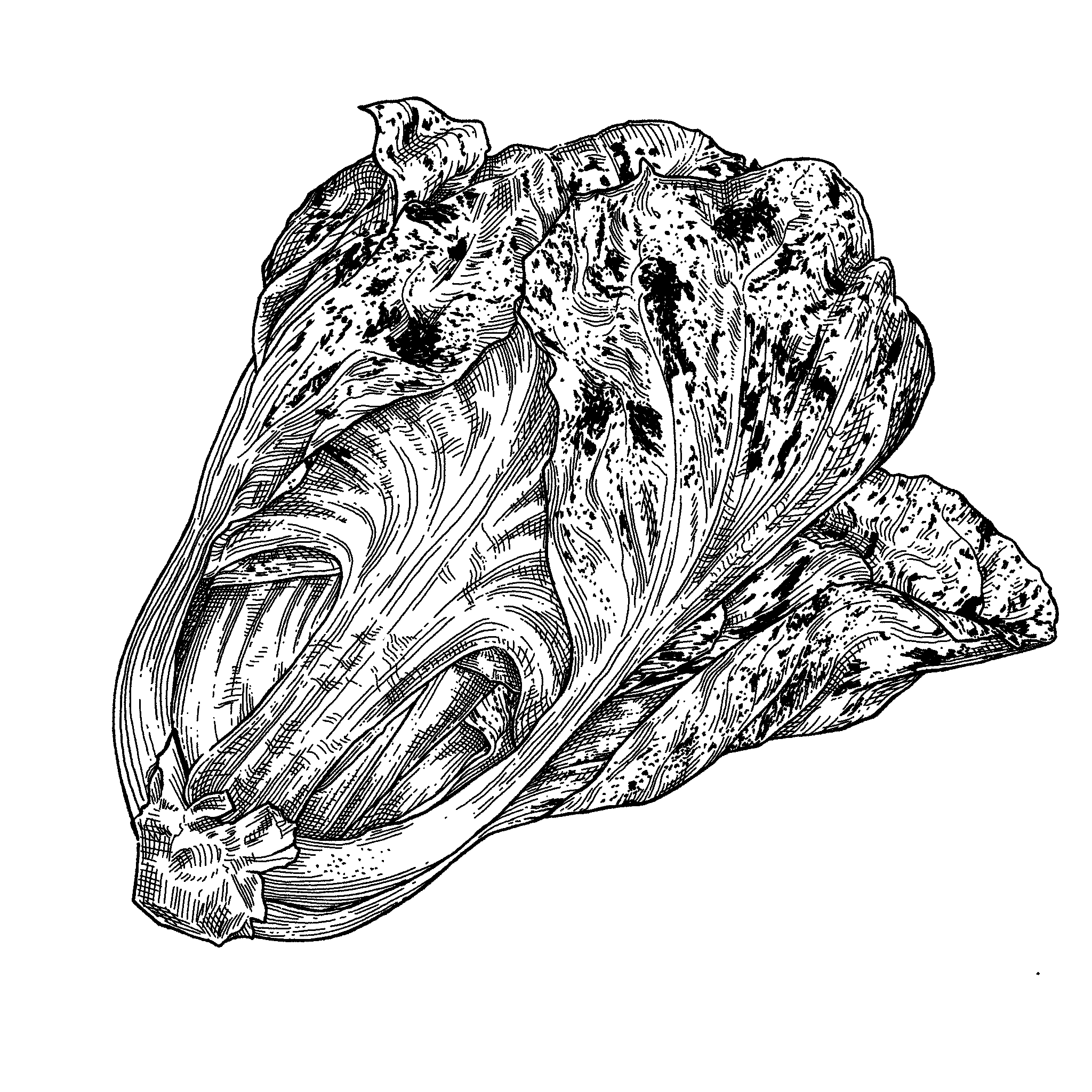 Radicchio_.png