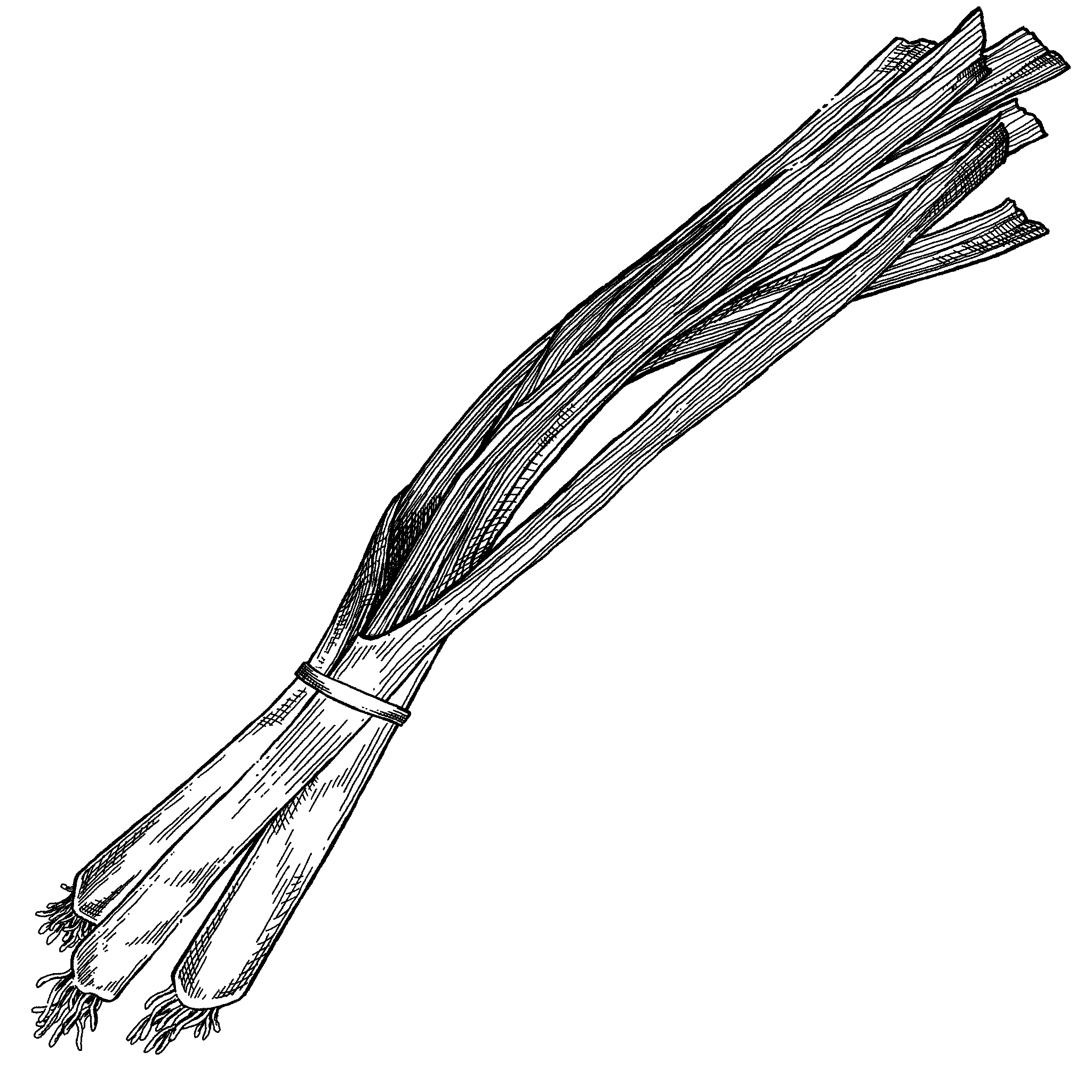 Untitled_Artwork 19.png