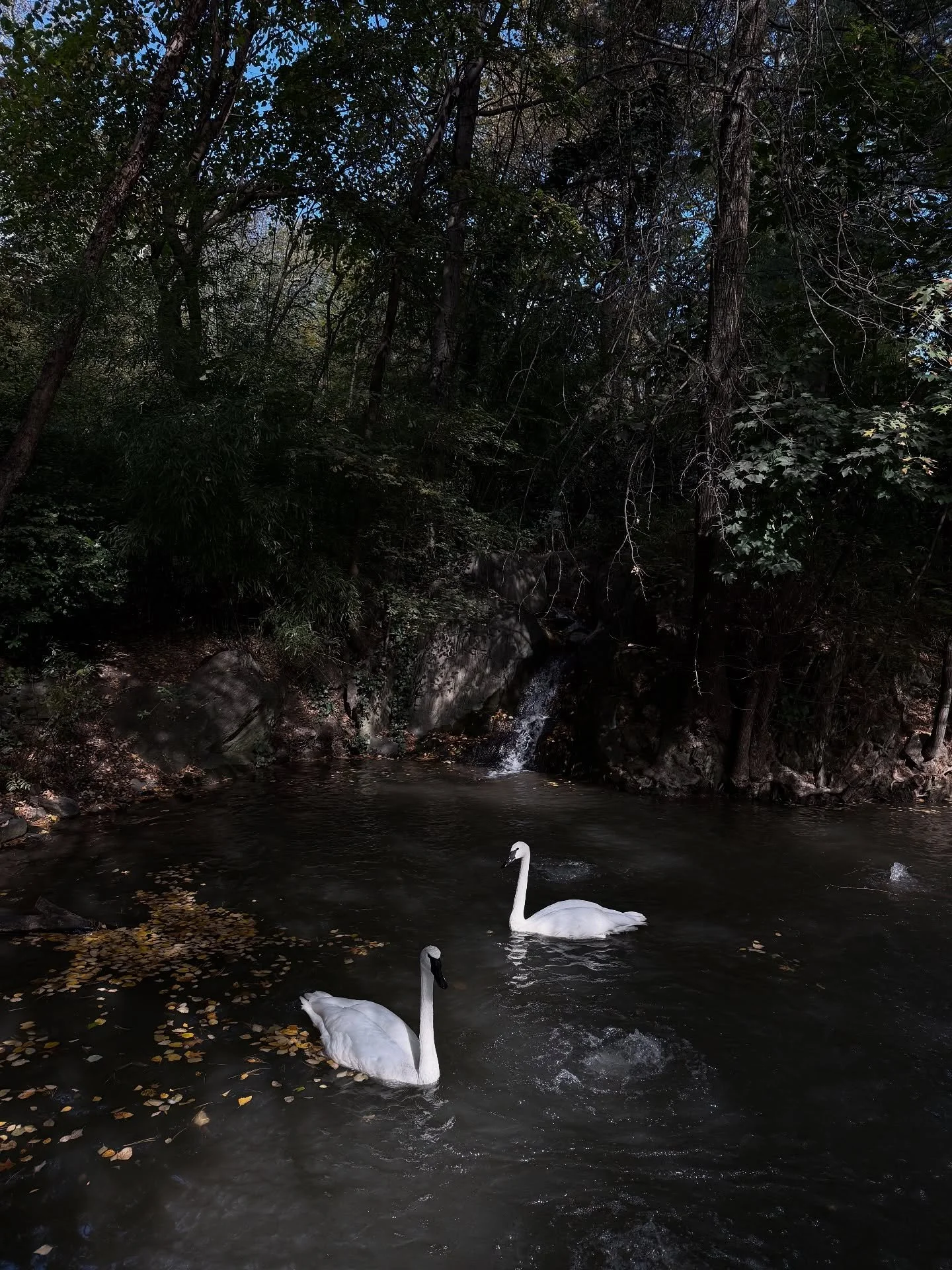 Every day is a miracle, but days like this feel extra special. 🍂🍁