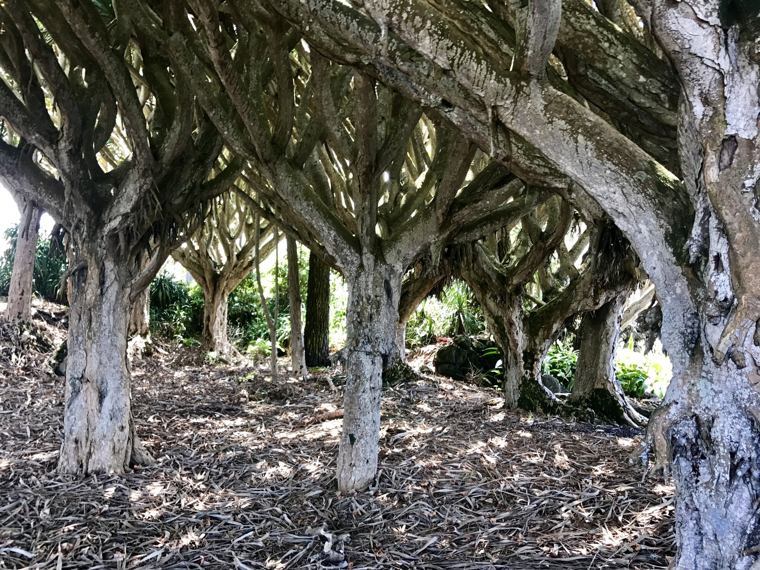 thousand branch tree
