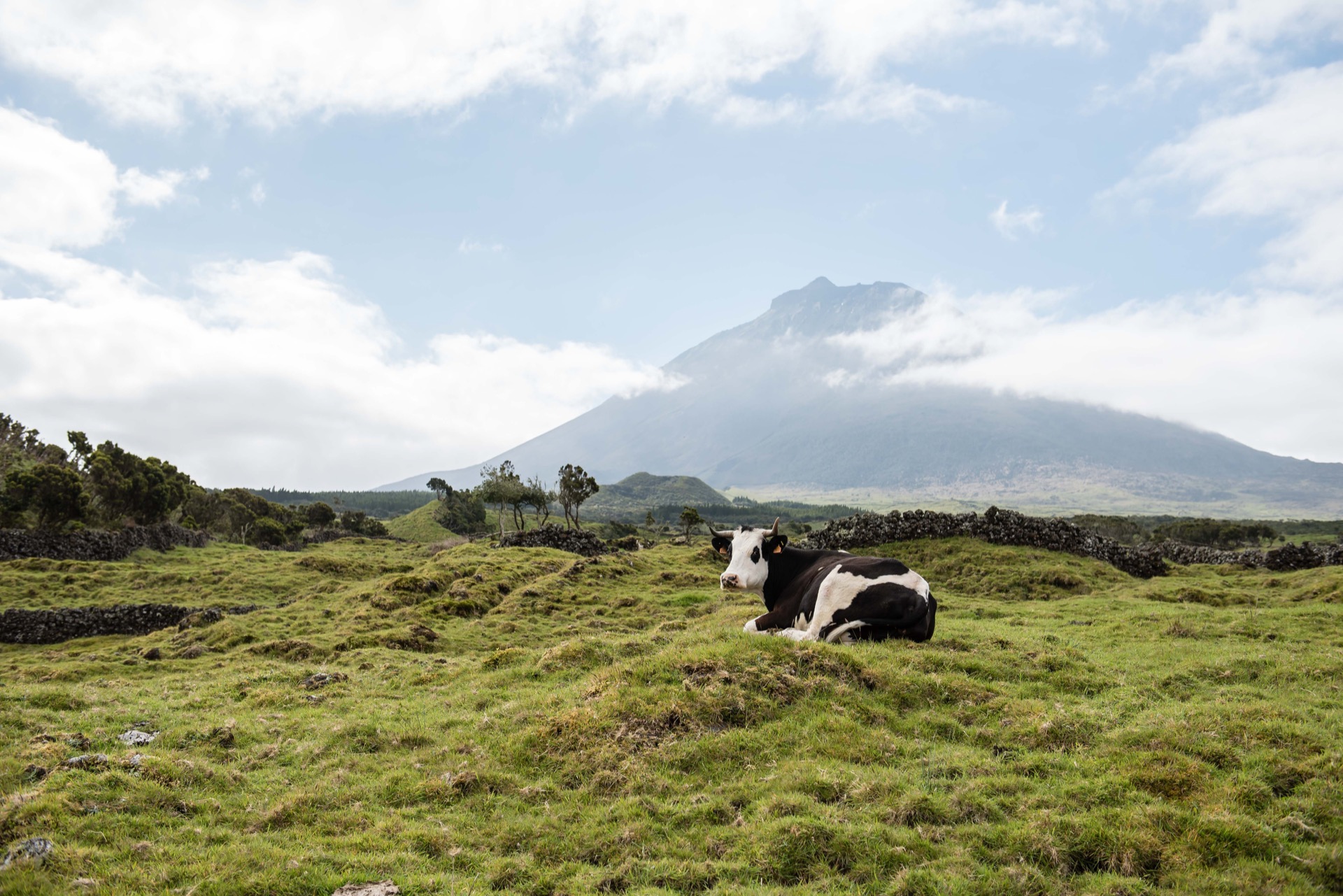 more cows