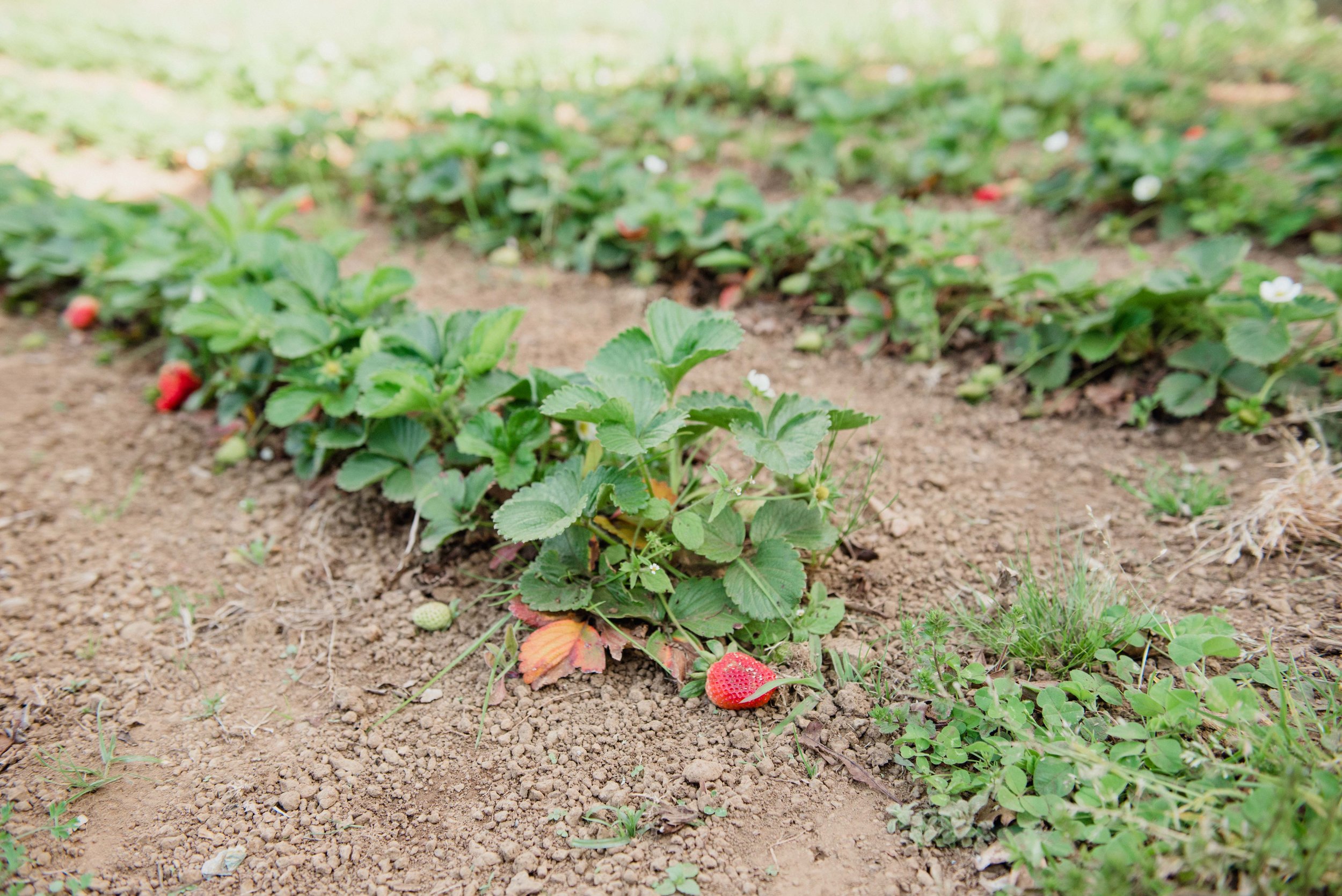 strawberries