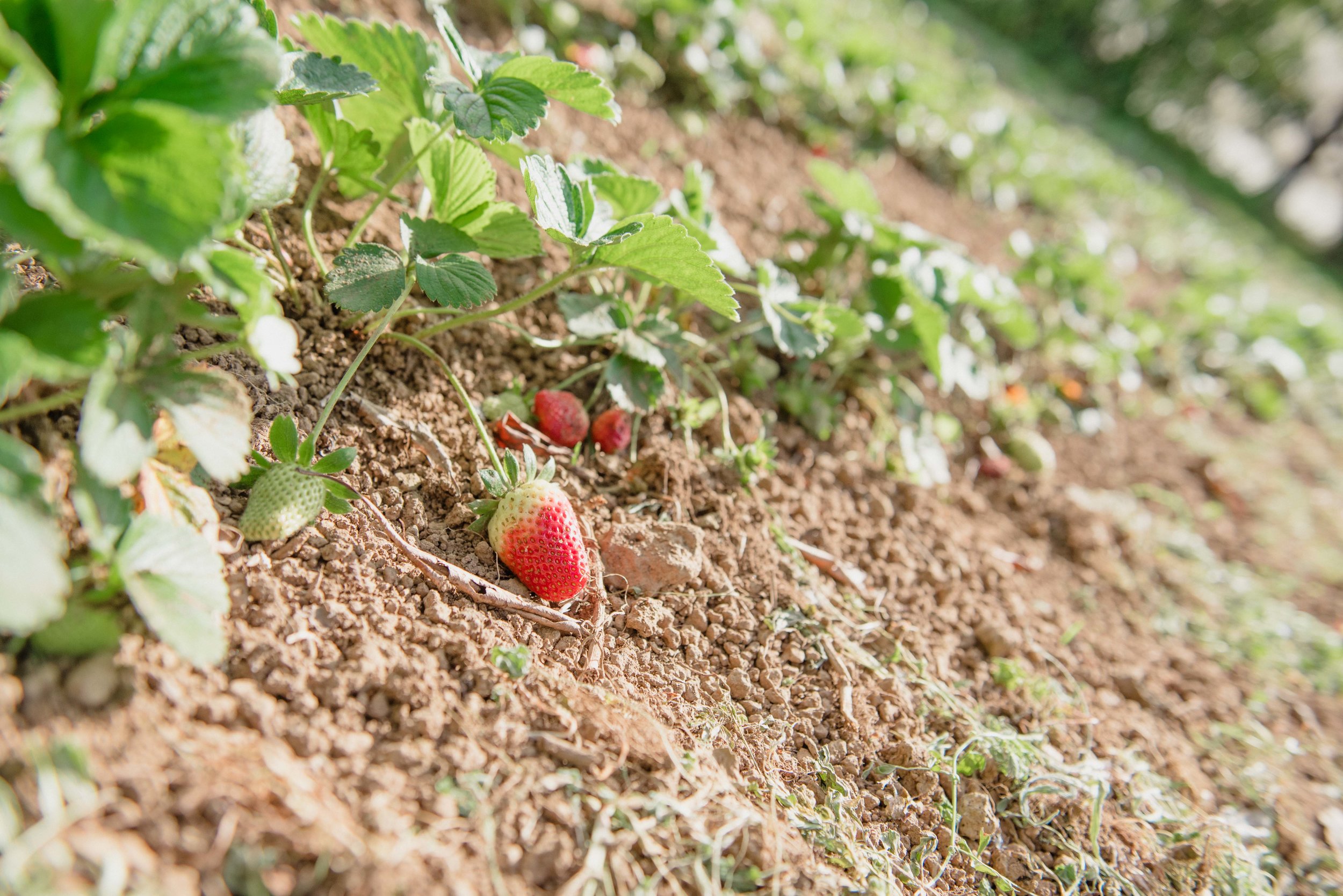 more strawberries