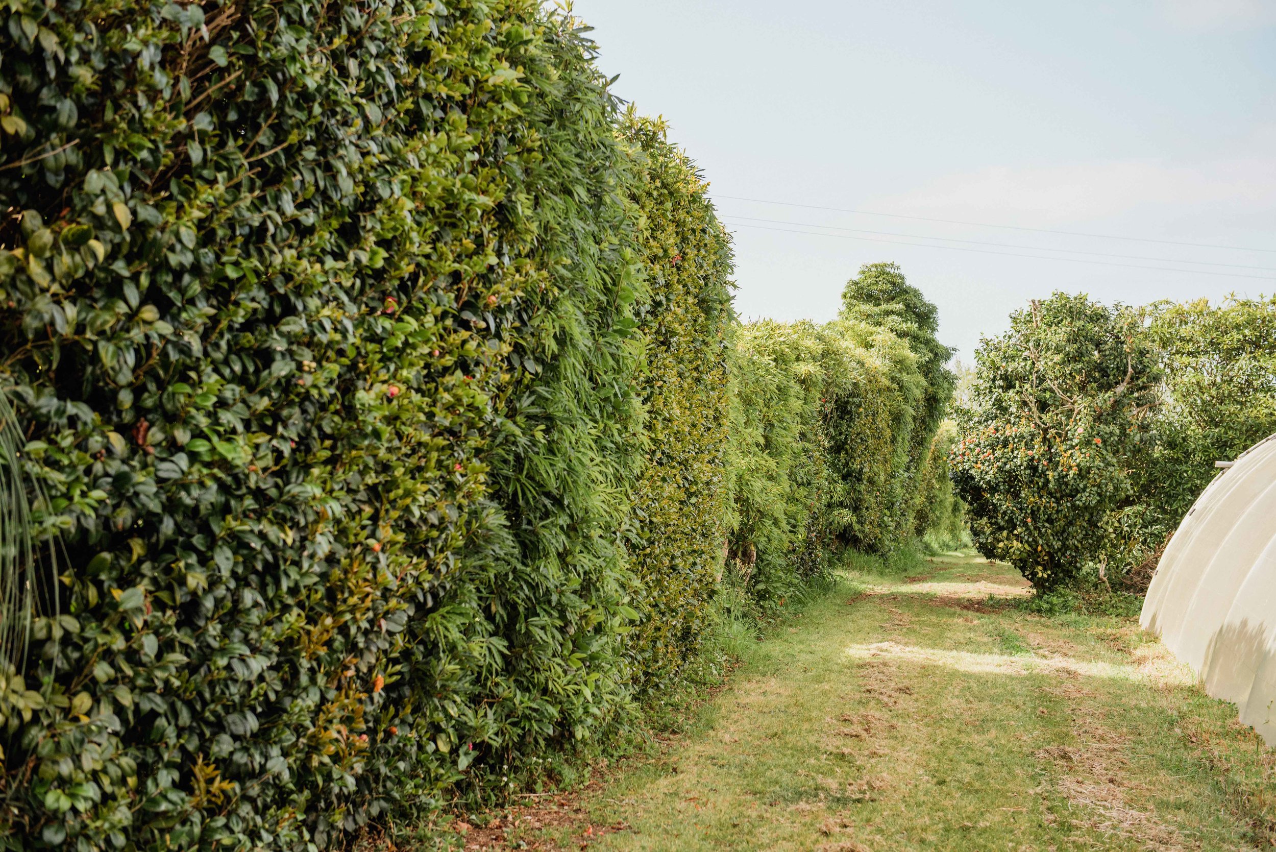 walls of trees