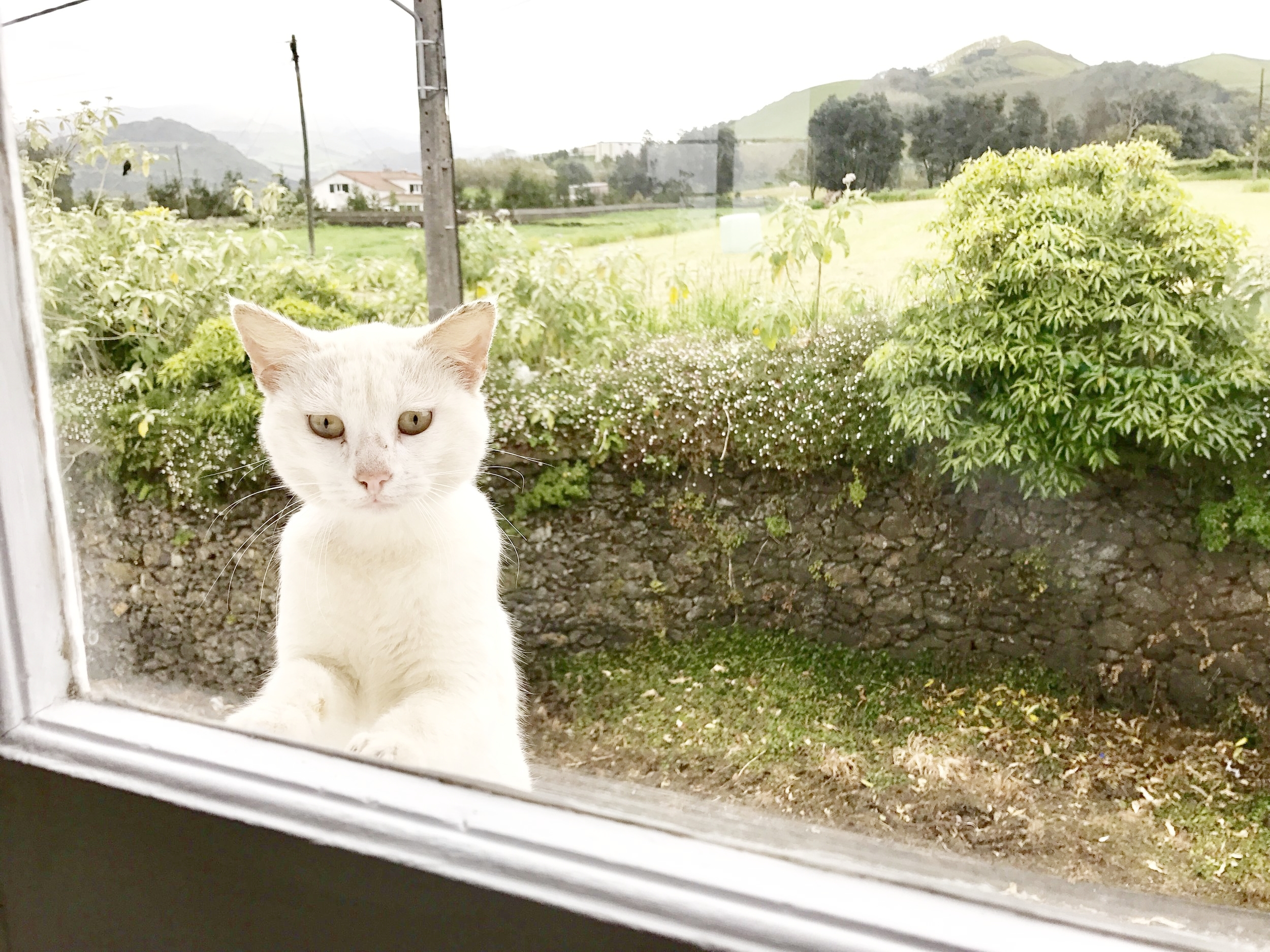 good morning cat!