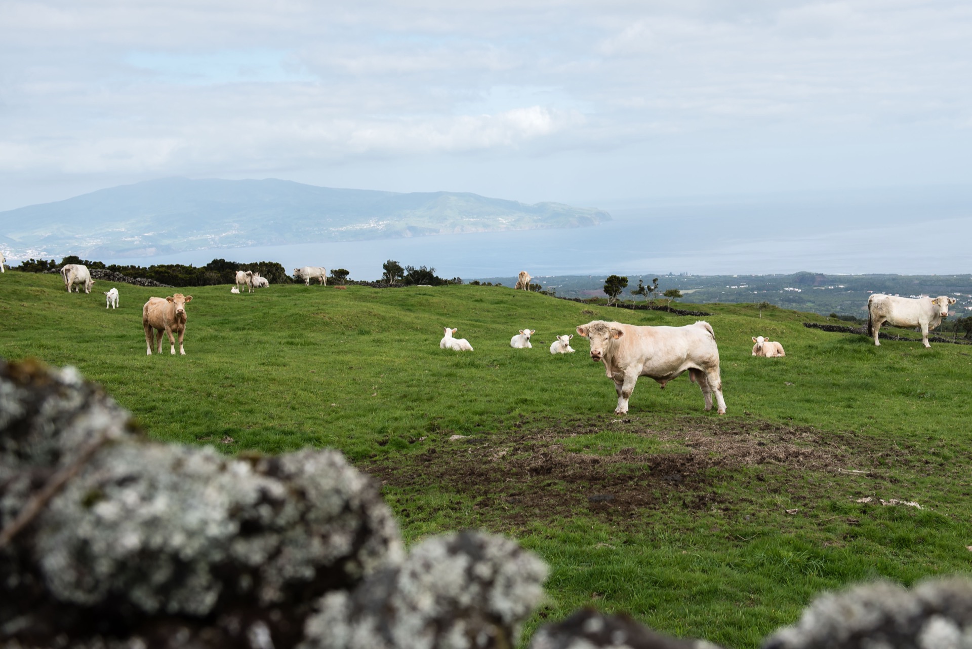 These cows take this life for granted!
