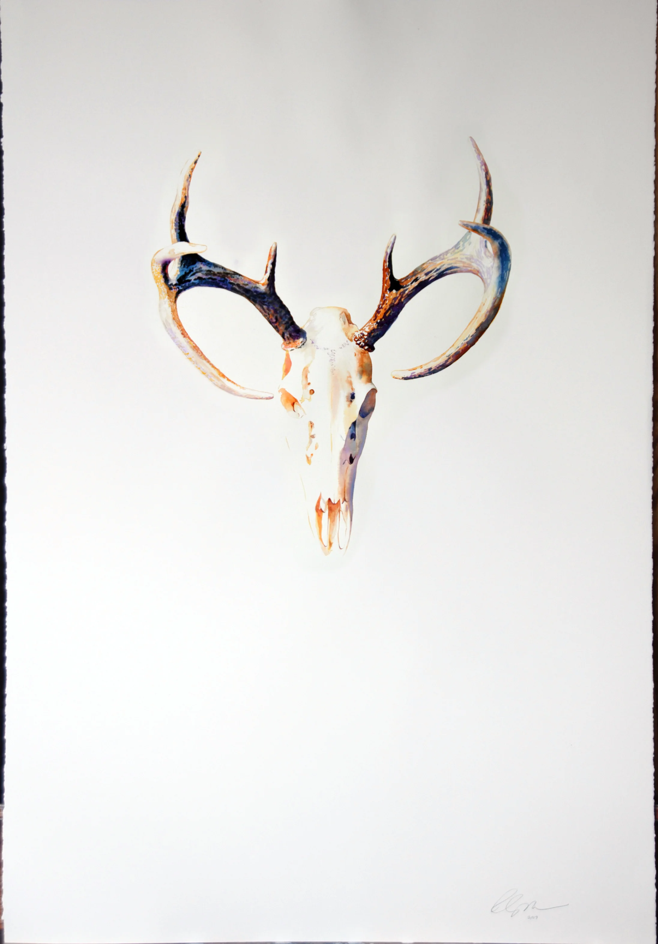 white tail 30 x40.jpg
