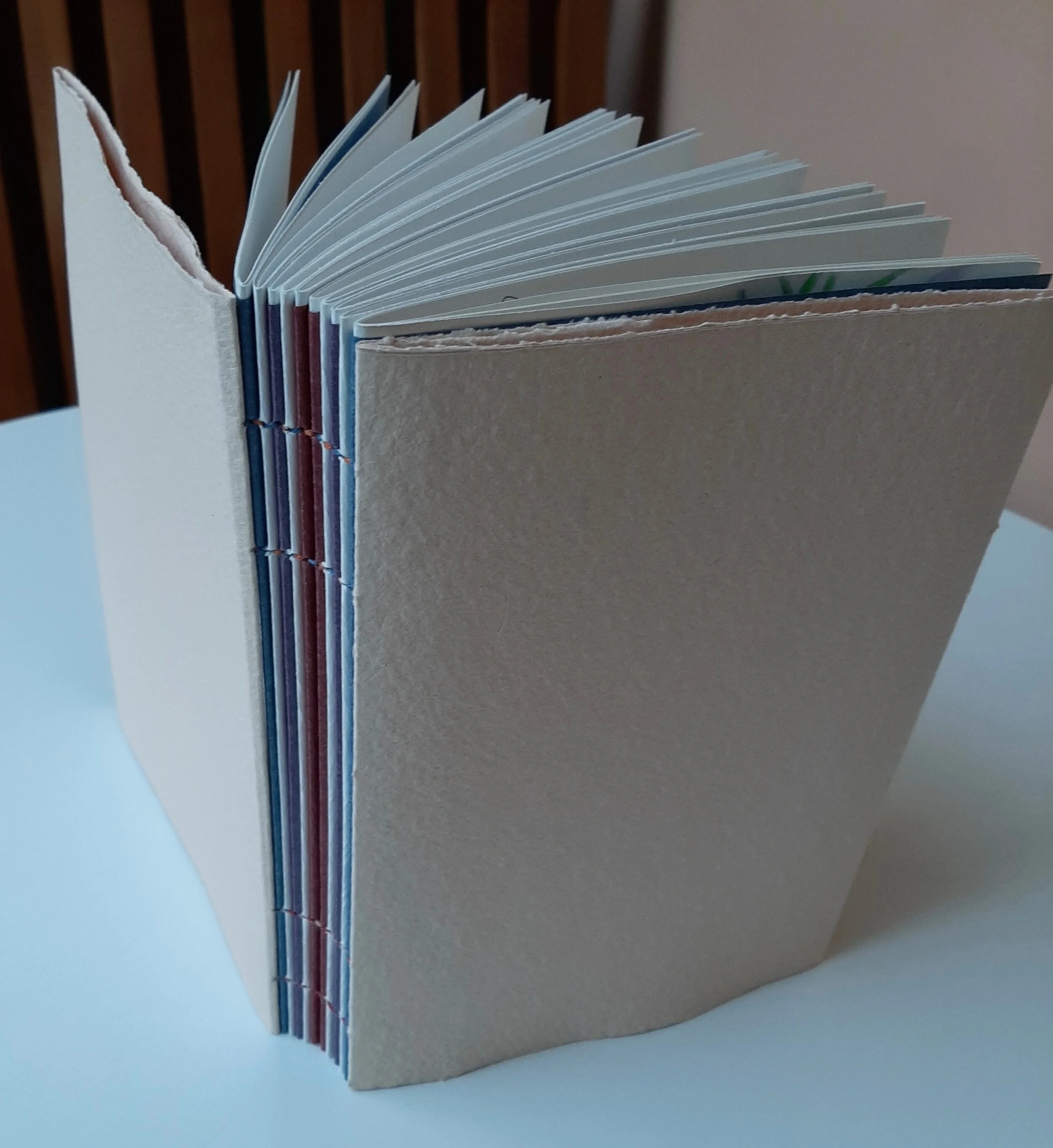Butterfly book2.jpeg