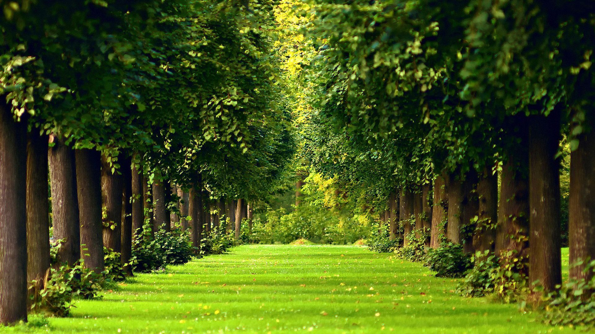 wallpaper2you_412023.jpg