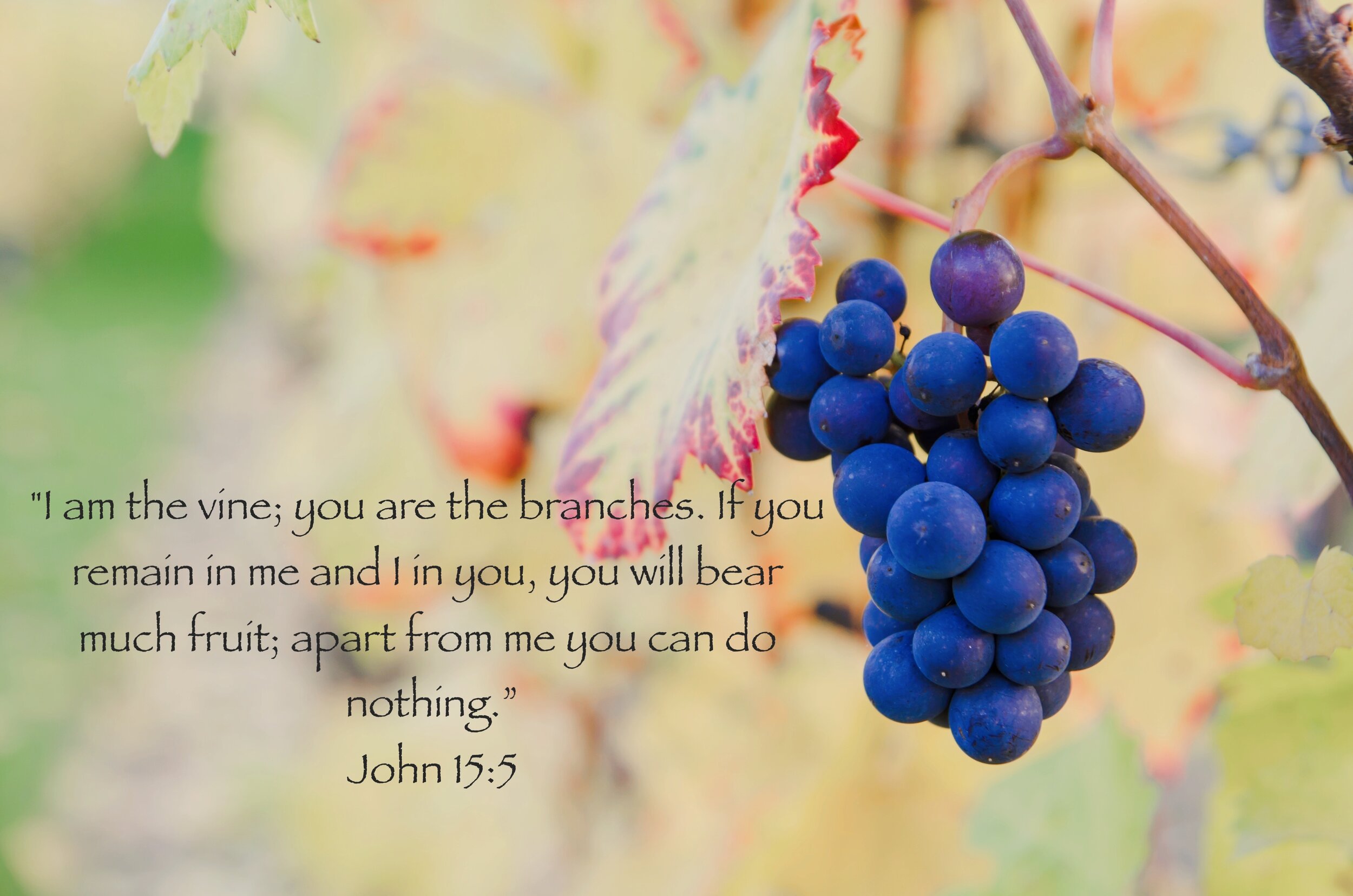 John 15:5 — Knit Pray Share
