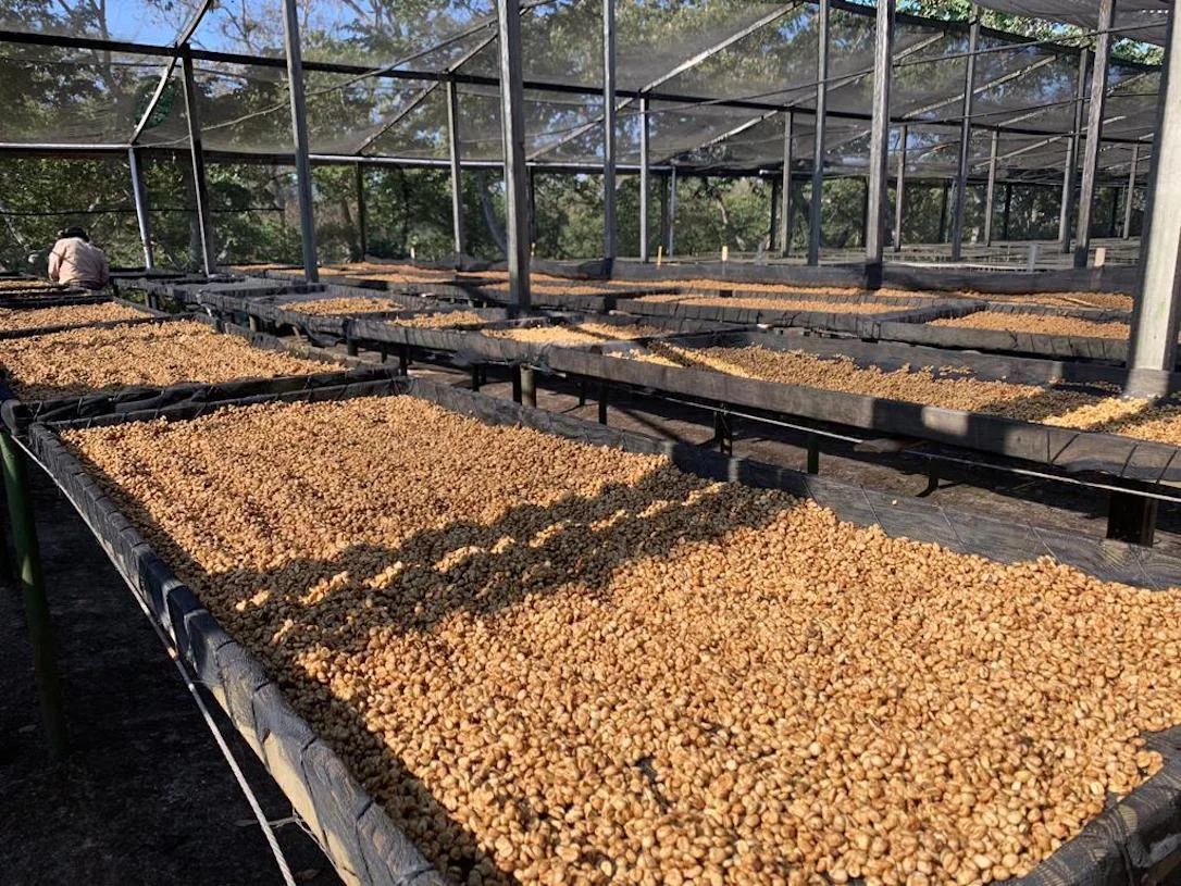 Drying beds with Honey Processed coffee at Finca El Hato in Santa Rosa