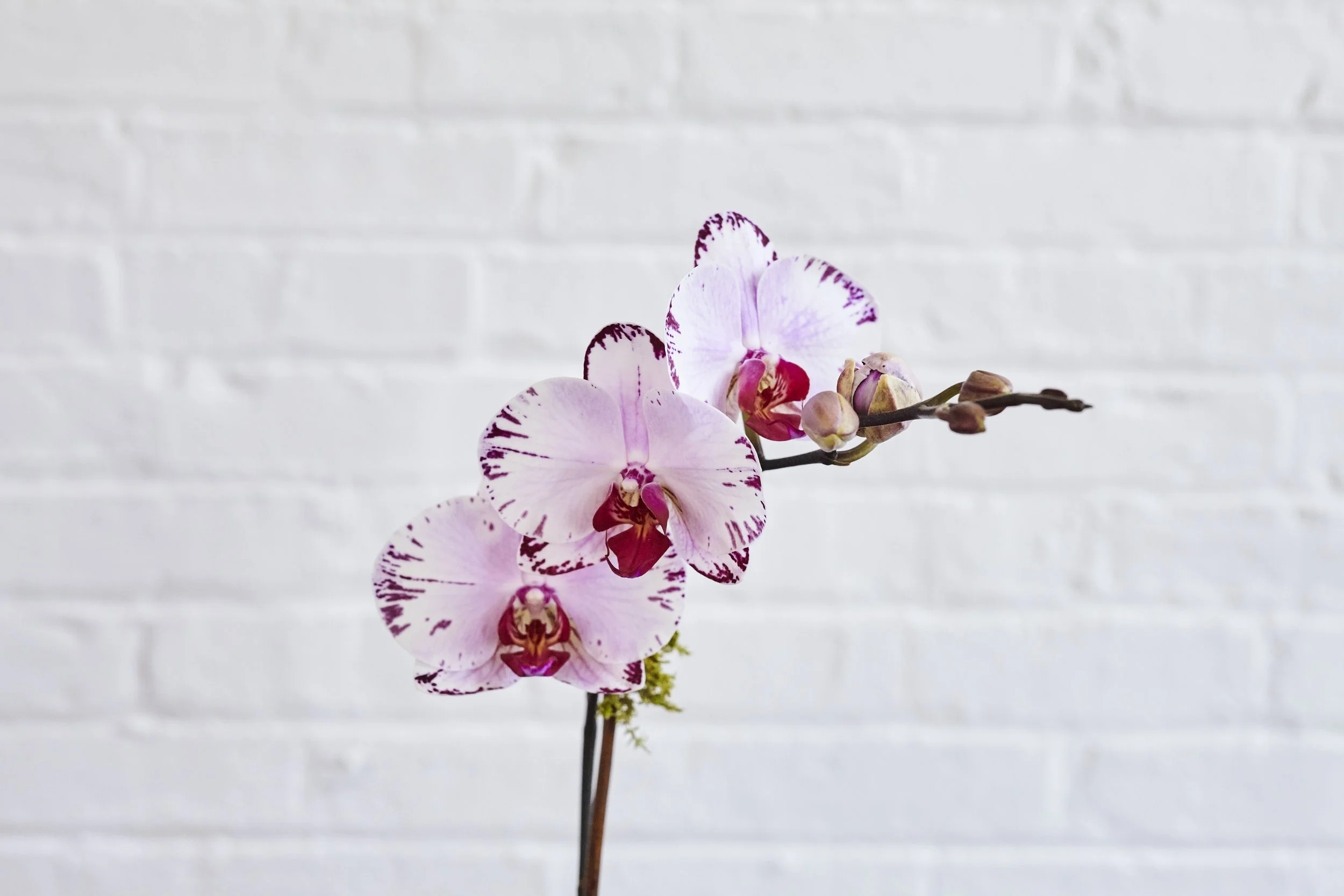 flowersbyY_094.jpg