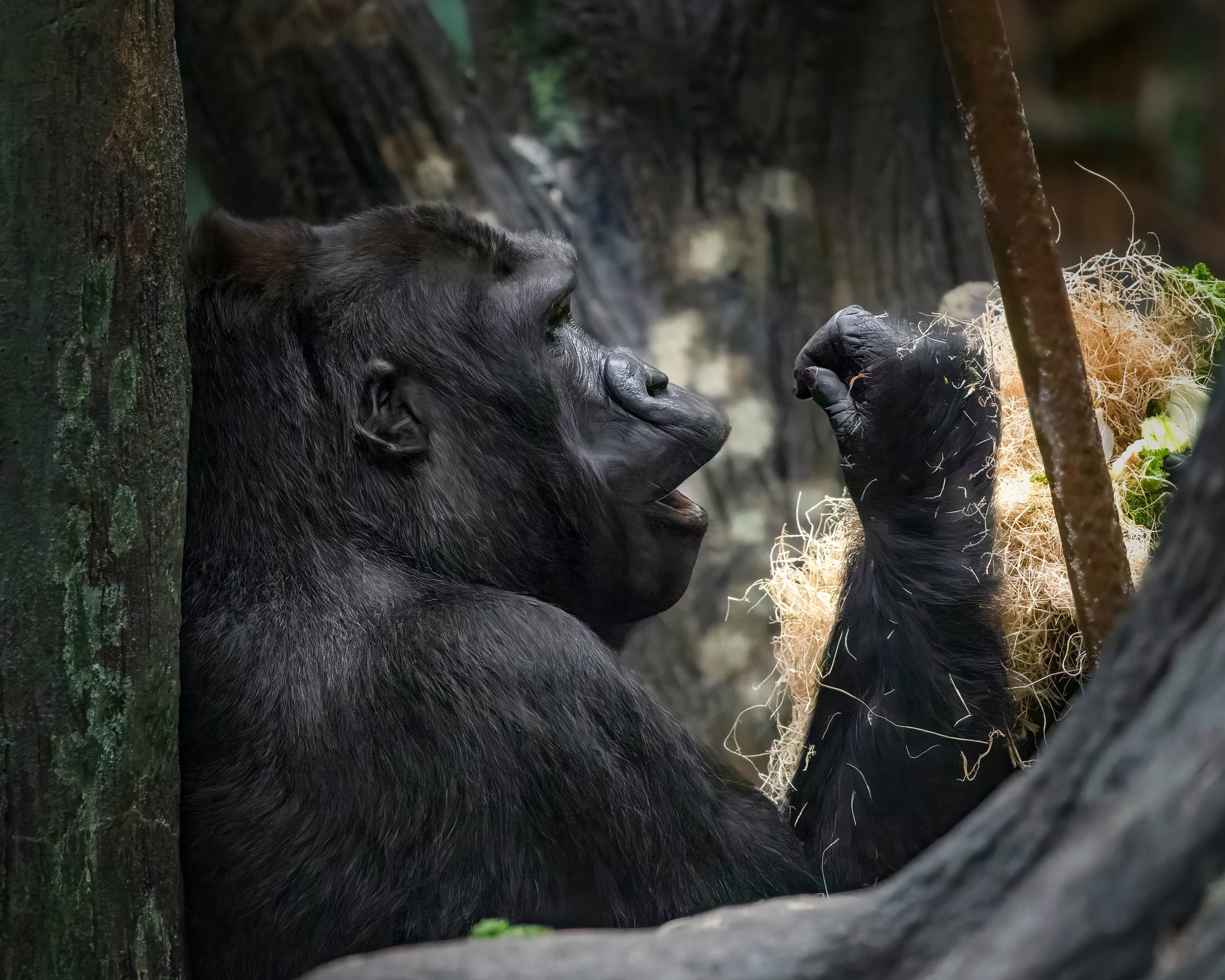 Gorilla-3.jpg