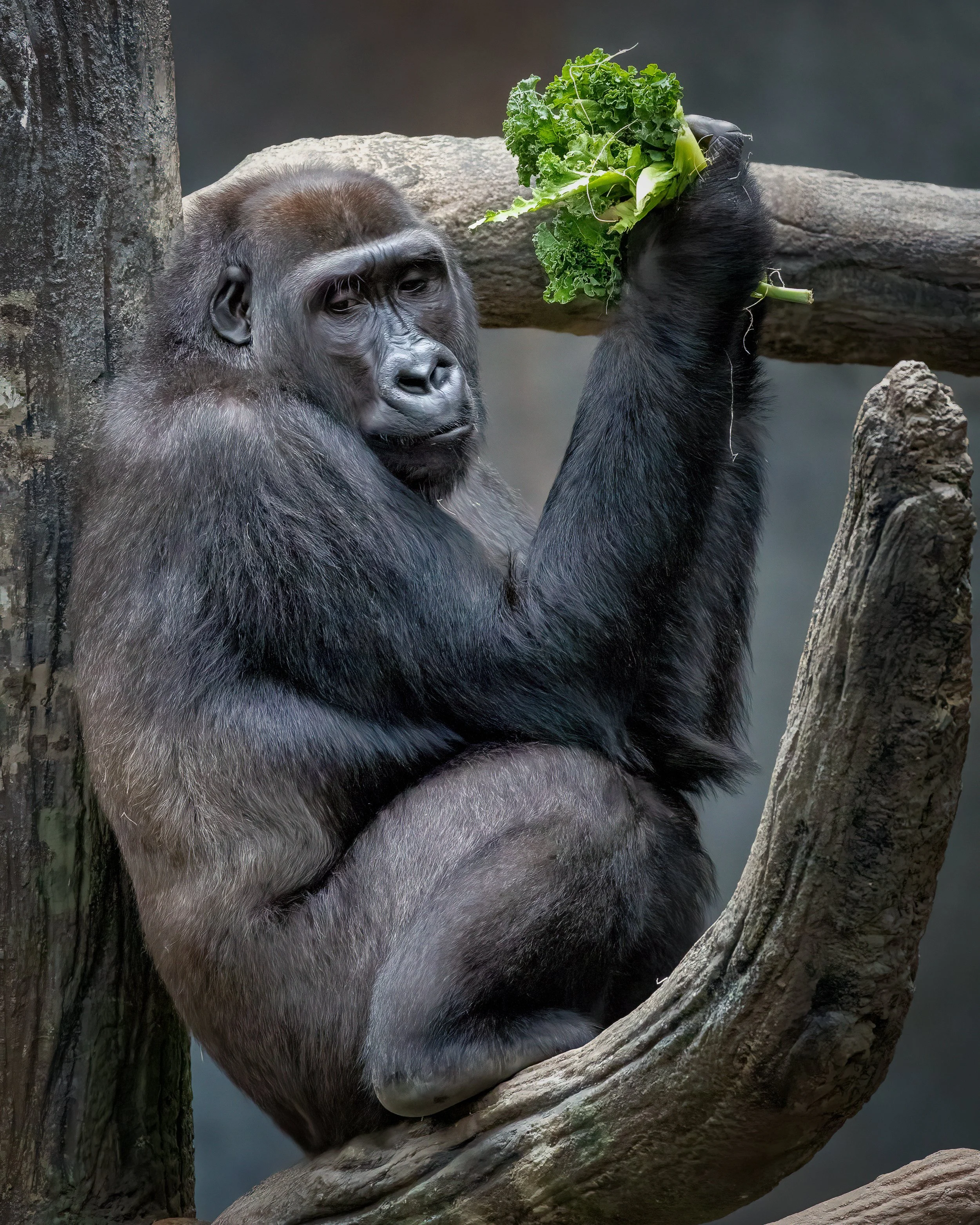 Gorilla.jpg