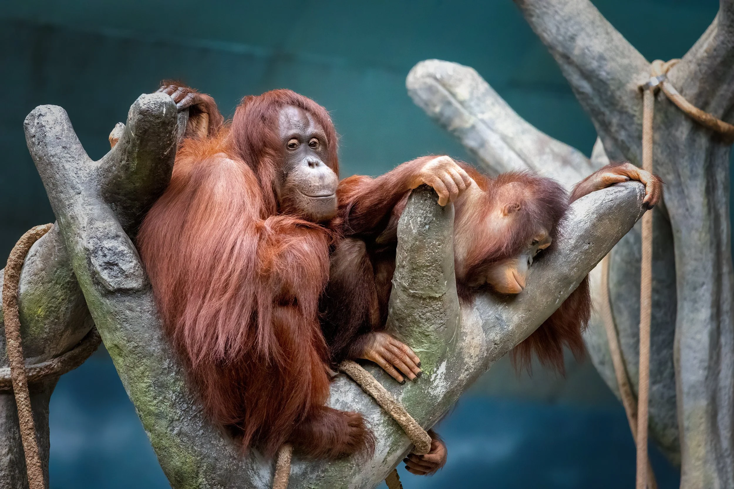 Orangutans.jpg