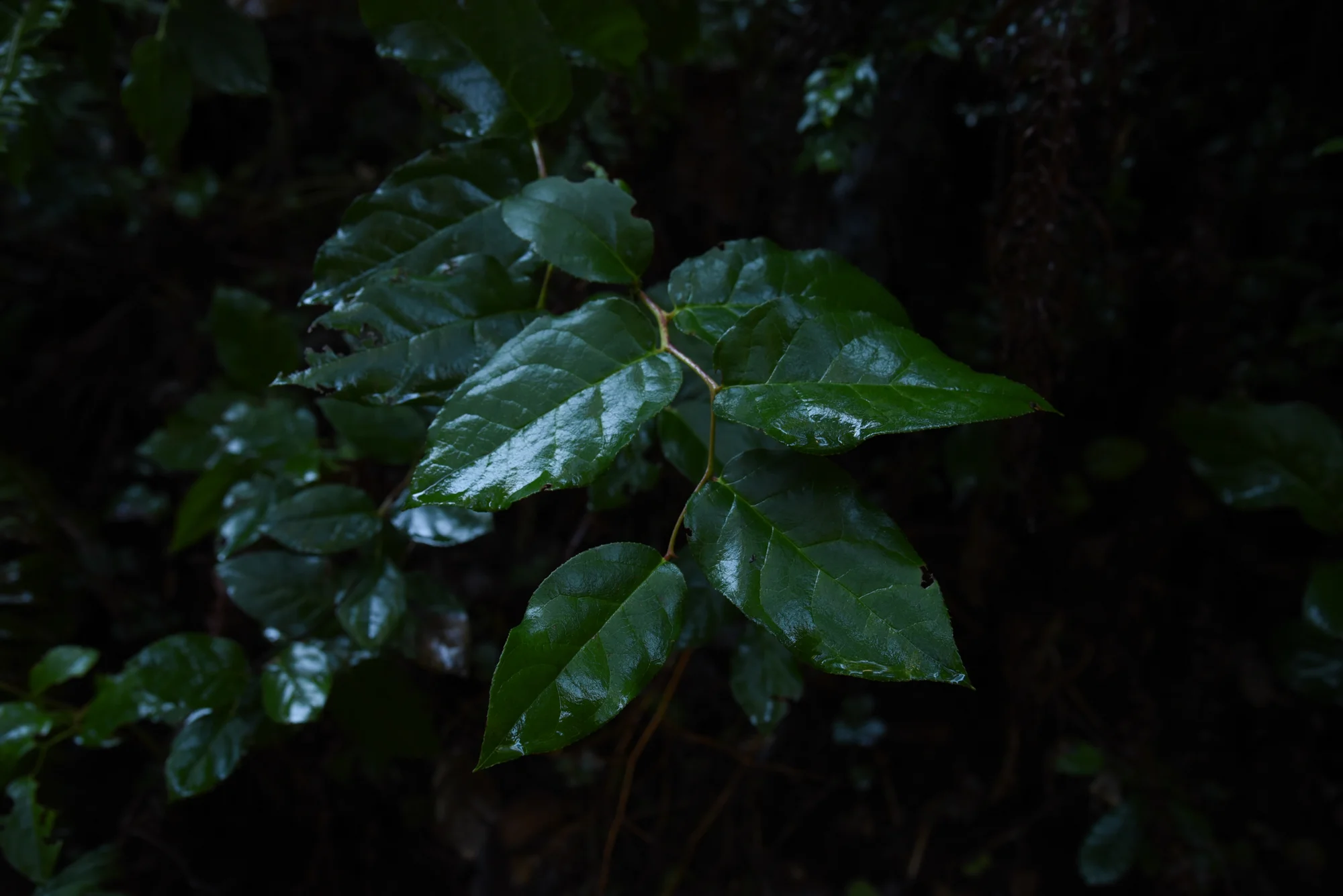Redwood National Forest, February 2017