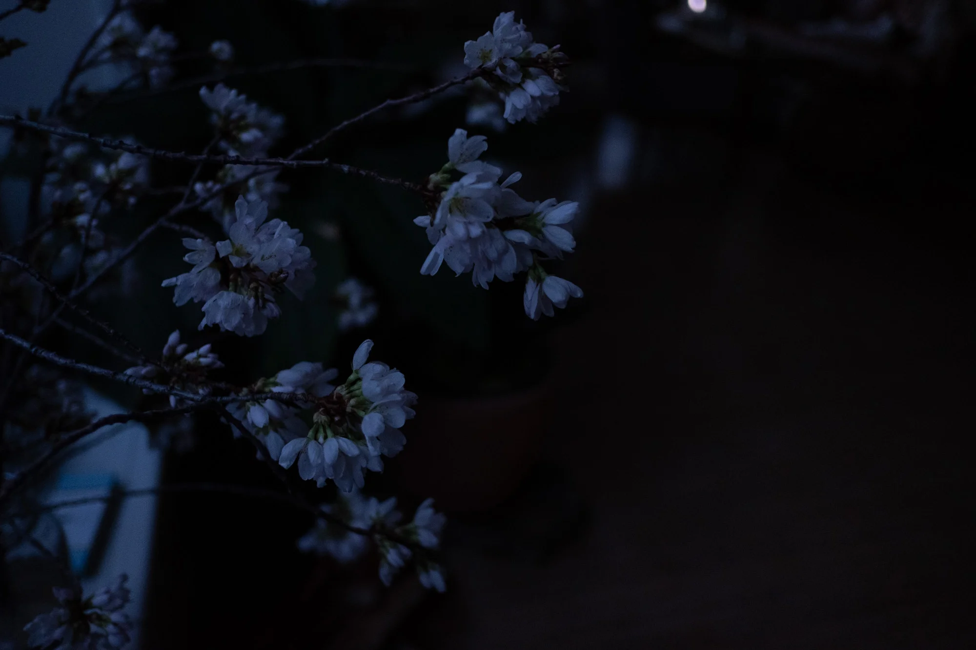 AMVdarkblossoms-9455.jpg