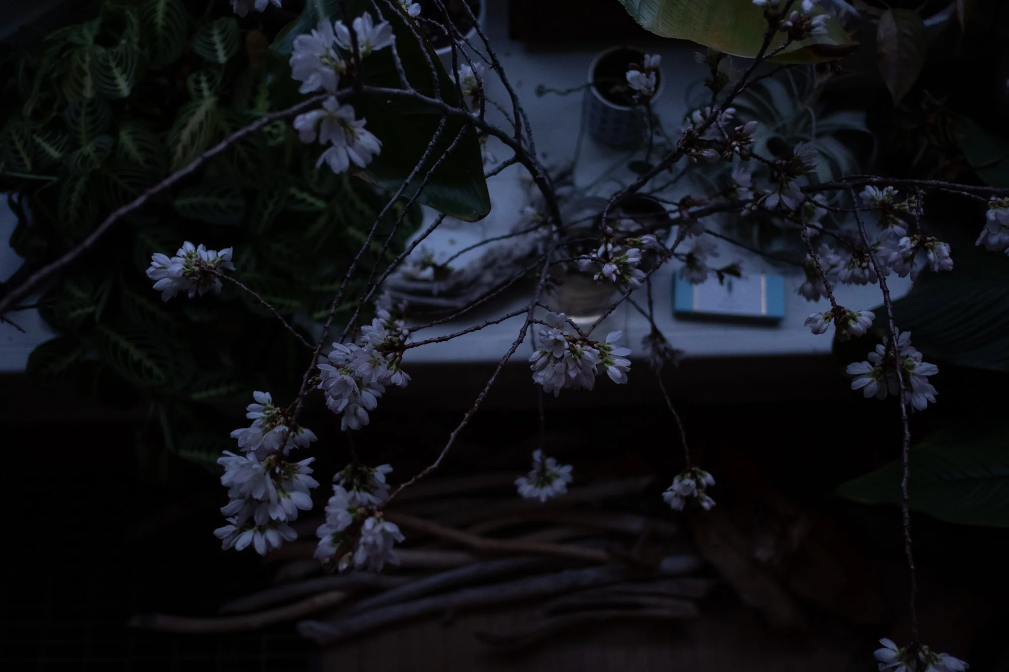 AMVdarkblossoms-9451.jpg