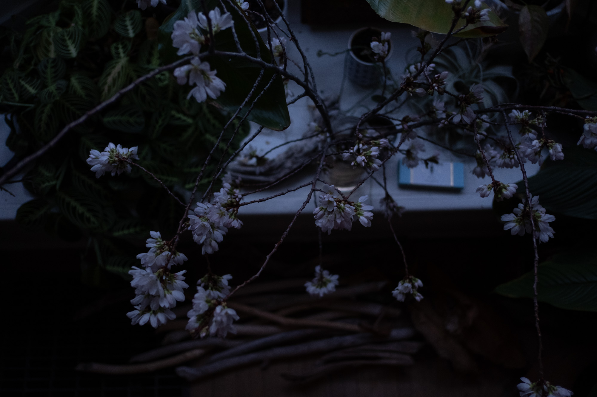 AMVdarkblossoms-9451.jpg