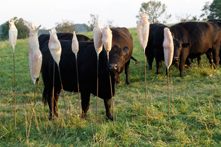 Fertility, Fecundity, Farm (13 pieces)
