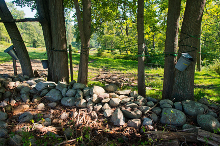 Sugar Maple Trees and Global Warming 