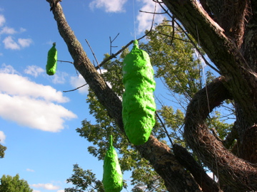 Cocoons