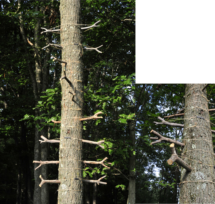 Double Arbor Helix (Copy)