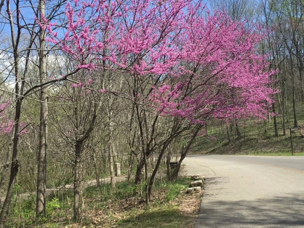 Photograph, Cherokee Park RedbudsBeauty of the Creator’s Spring