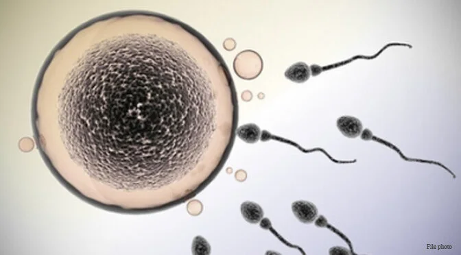 Fertilization, Sperm Meets Egg