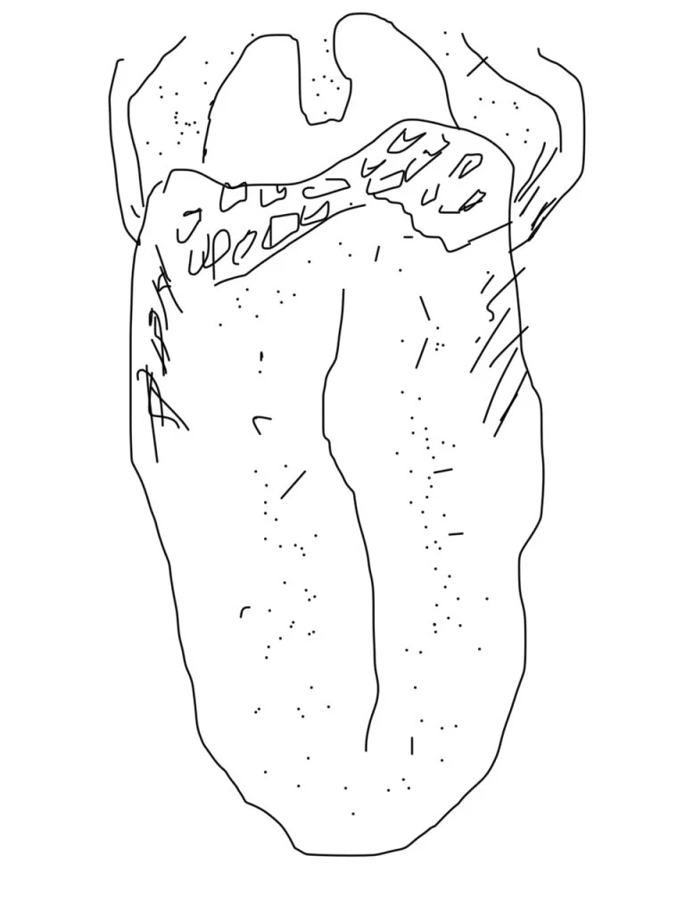 Tongue of Supertaster drawn on iPhone by Rose. Taste buds evident at 12 weeks.