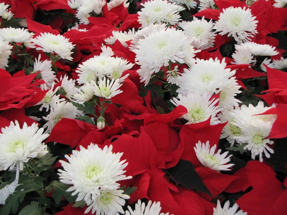 Christmas Fresh Floral Arrangement
