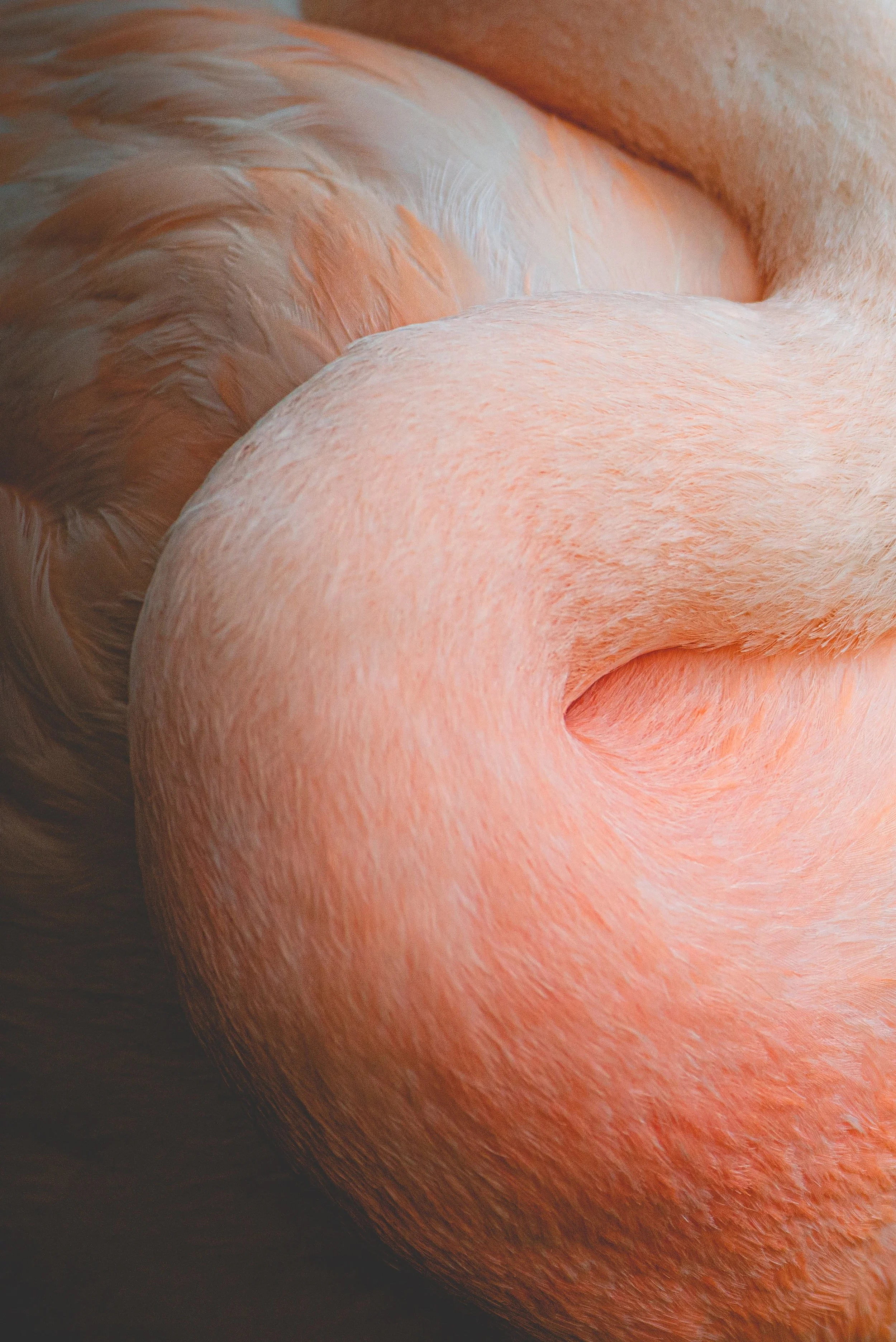 Flamingo at Rest