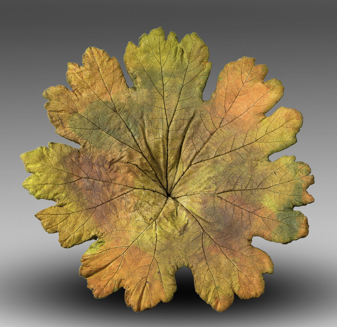 Green Collar Guy Designs