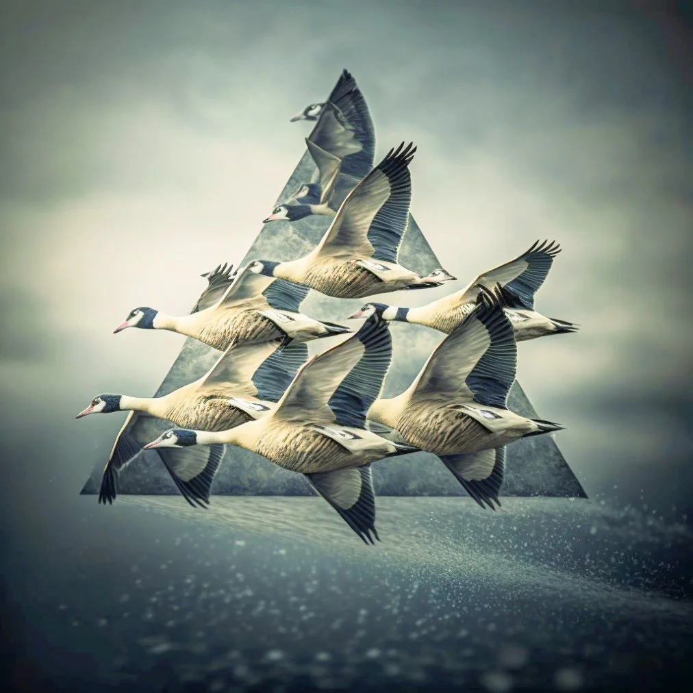 ARIES 11/12 A FLOCK OF WILD GEESE FLYING IN TRIANGULAR FORMATION 