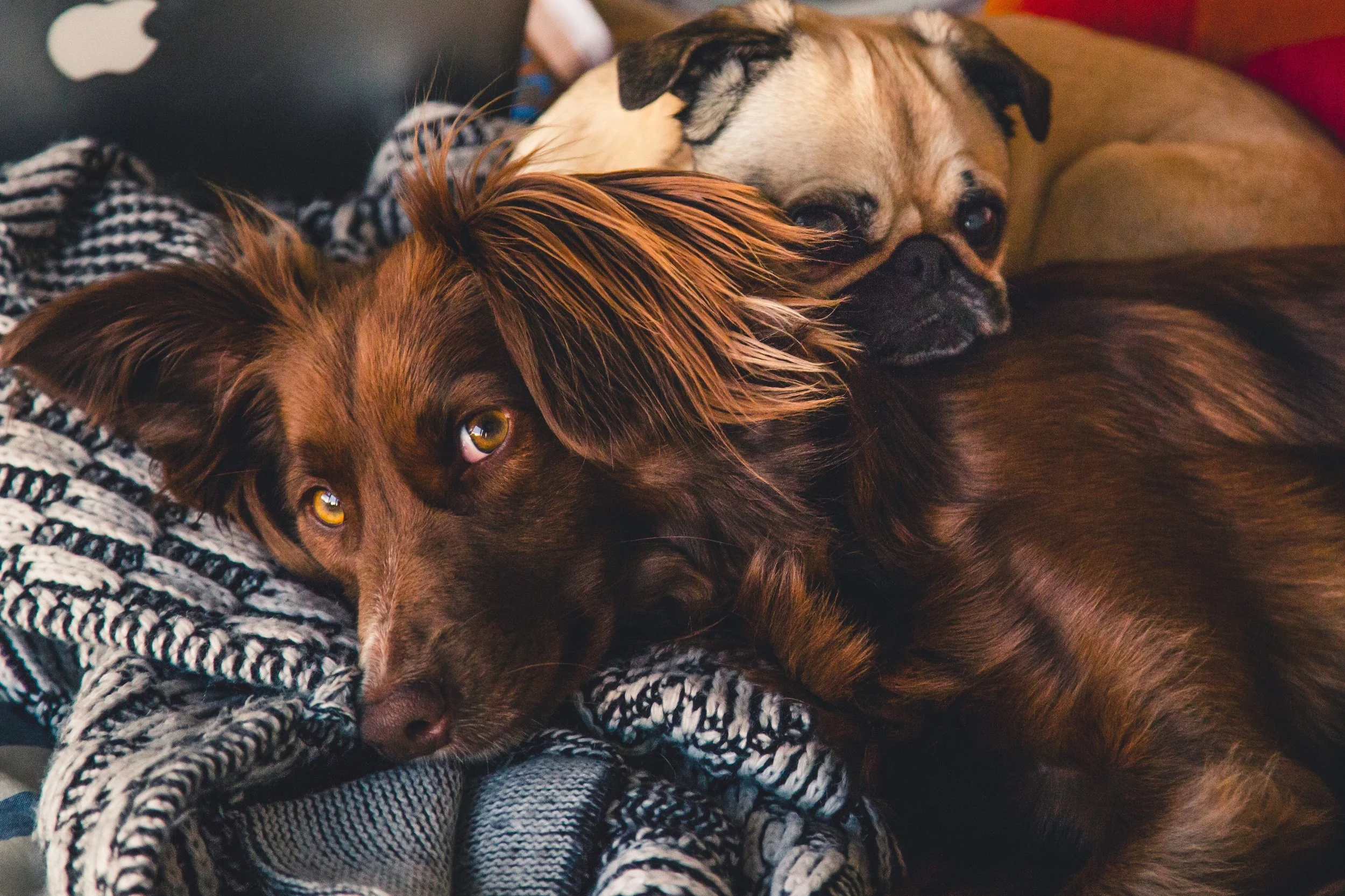 adorable-animals-breed-374825.jpg