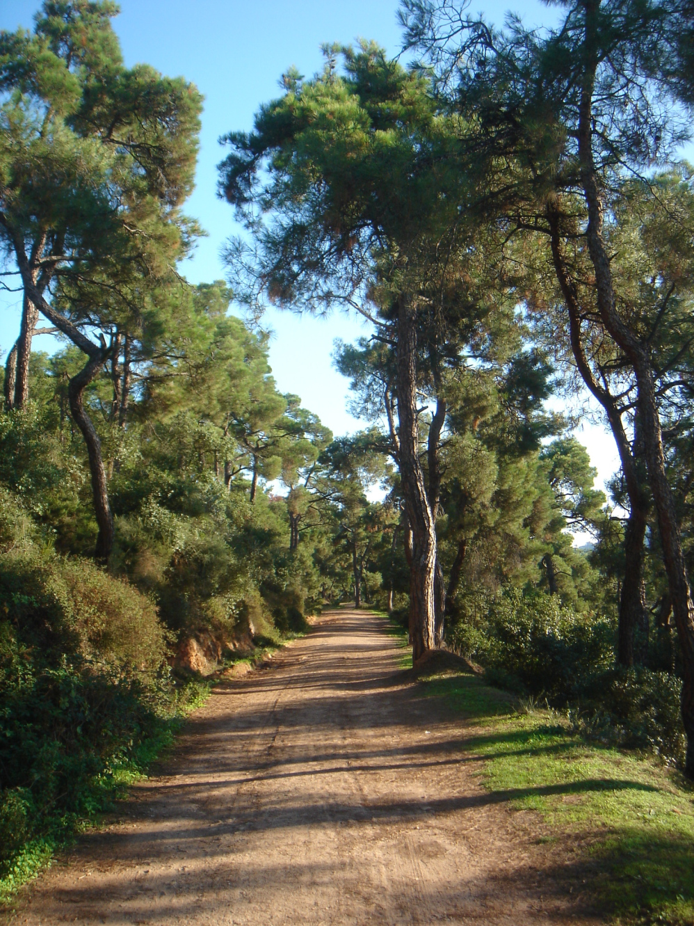 Whereever we go, there we are! Or, “Forest Bathing” in "Prinkipo".