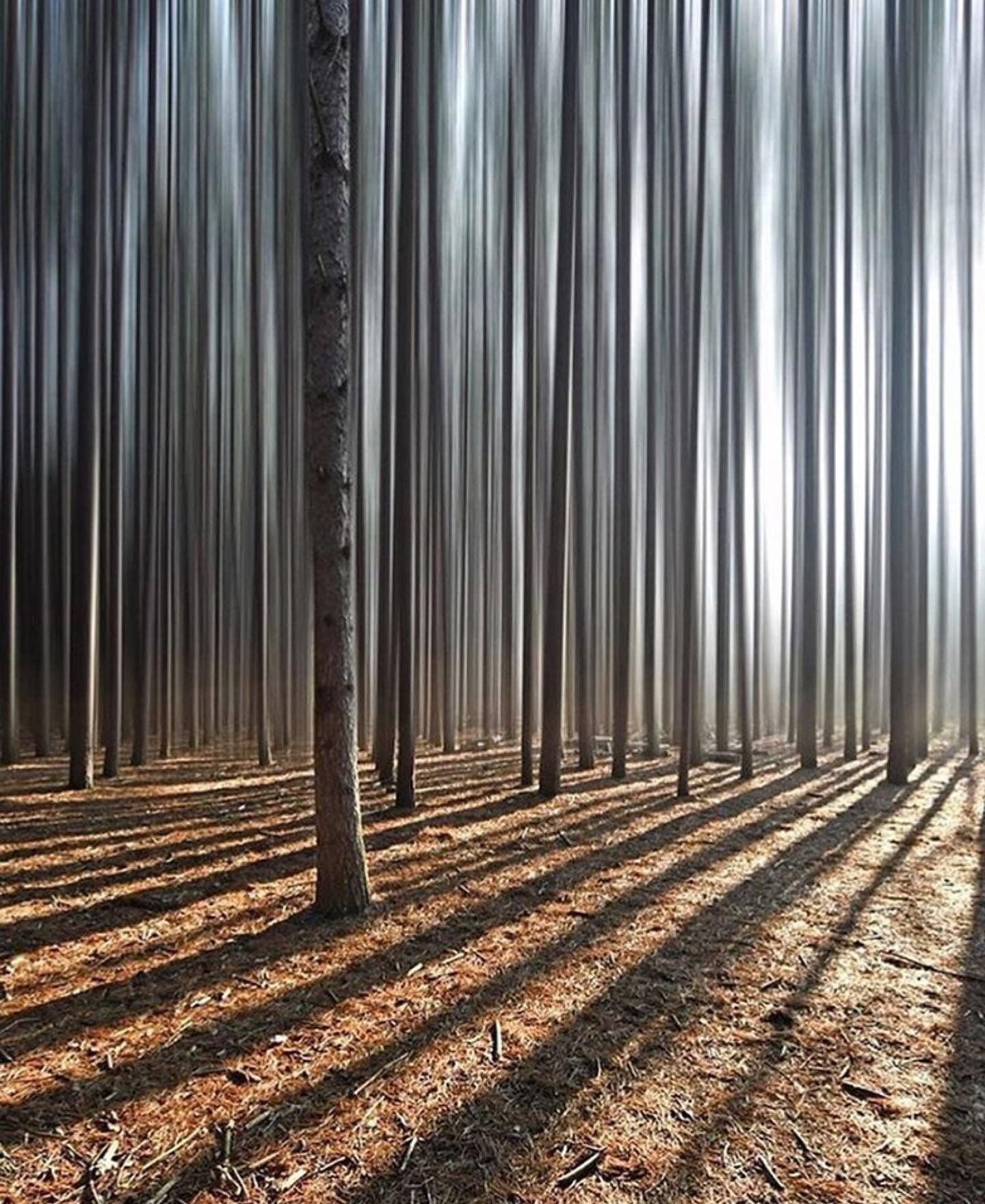 MAKE SPACE FOR___ forest bathing.

&ldquo;The art of forest bathing is the art of connecting with nature through our senses.&rdquo; - Dr. Qing Li

🎼Listening 🎧&rdquo;My Friend the Forest&rdquo; 🎵 Nils Frahm
 
For a moment I thought we entered the 